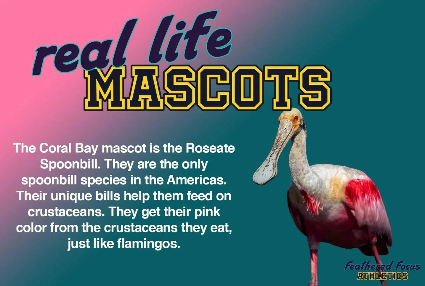 A look at the real life inspirations for our mascots! Did you know the roseate spoonbill is the only spoonbill species native to the Americas? https://www.featheredfocusathletics.com/spoonbills
.
.
.
.
.
#birdillustration #birding #birdart #spoonbill