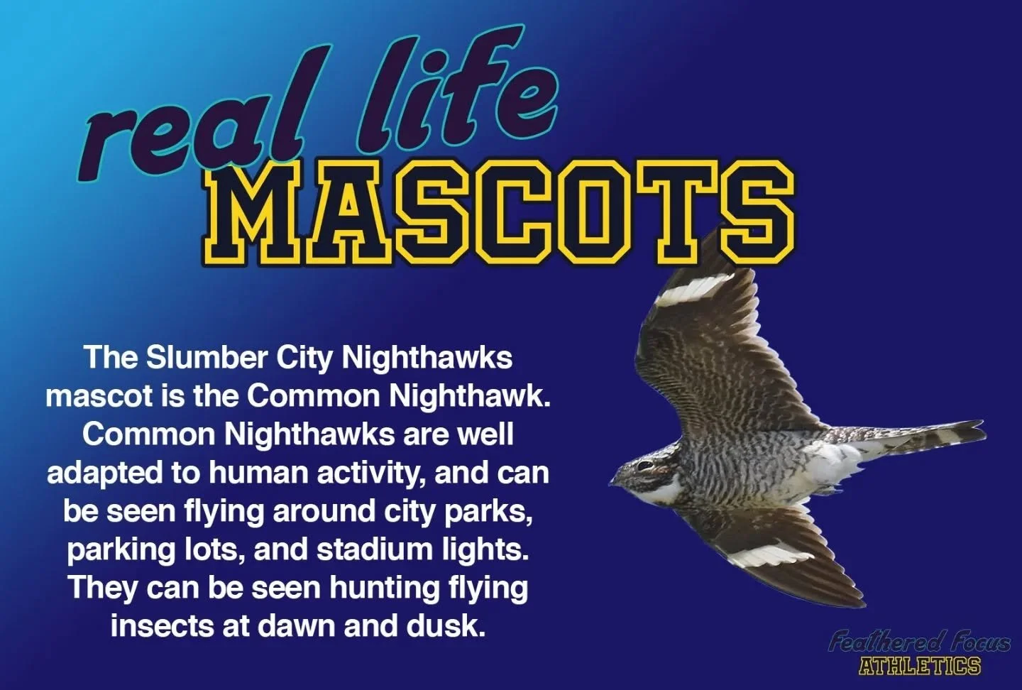 A look at the real life birds that inspired our team mascots! Common nighthawks have an erratic, bat-like flight https://www.featheredfocusathletics.com/nighthawks
.
.
.
.
.
#birdillustration #birding #birdart #independentartist #sport #nighthawks