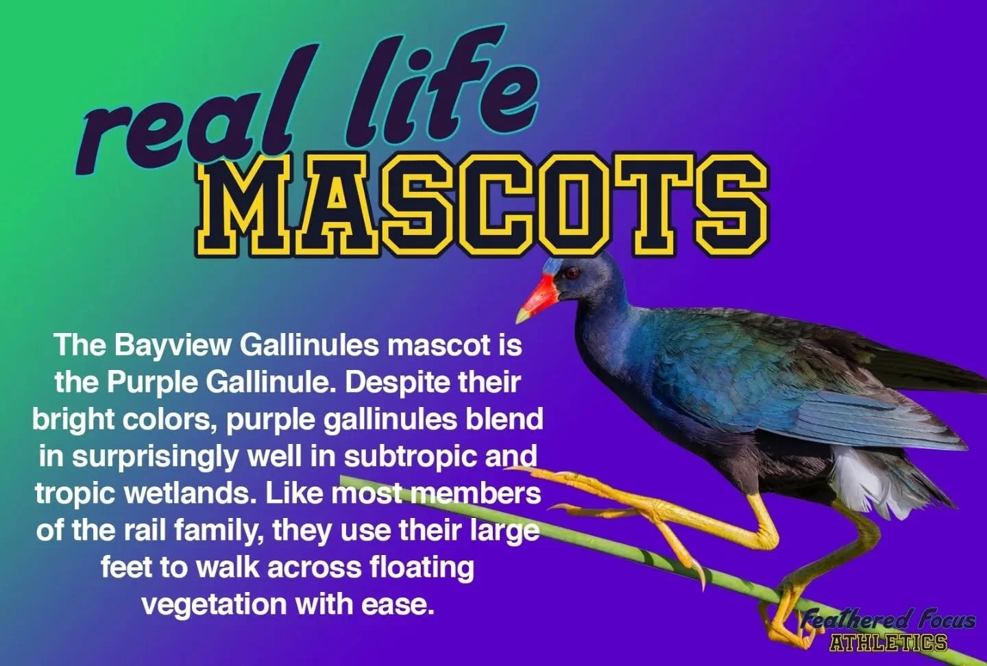 Let's take a look at Bayview's mascot, the purple gallinule! 
.
.
.
.
.
#birdillustration #birdart #birding #independentartist #gallinule #purplegallinule #sport