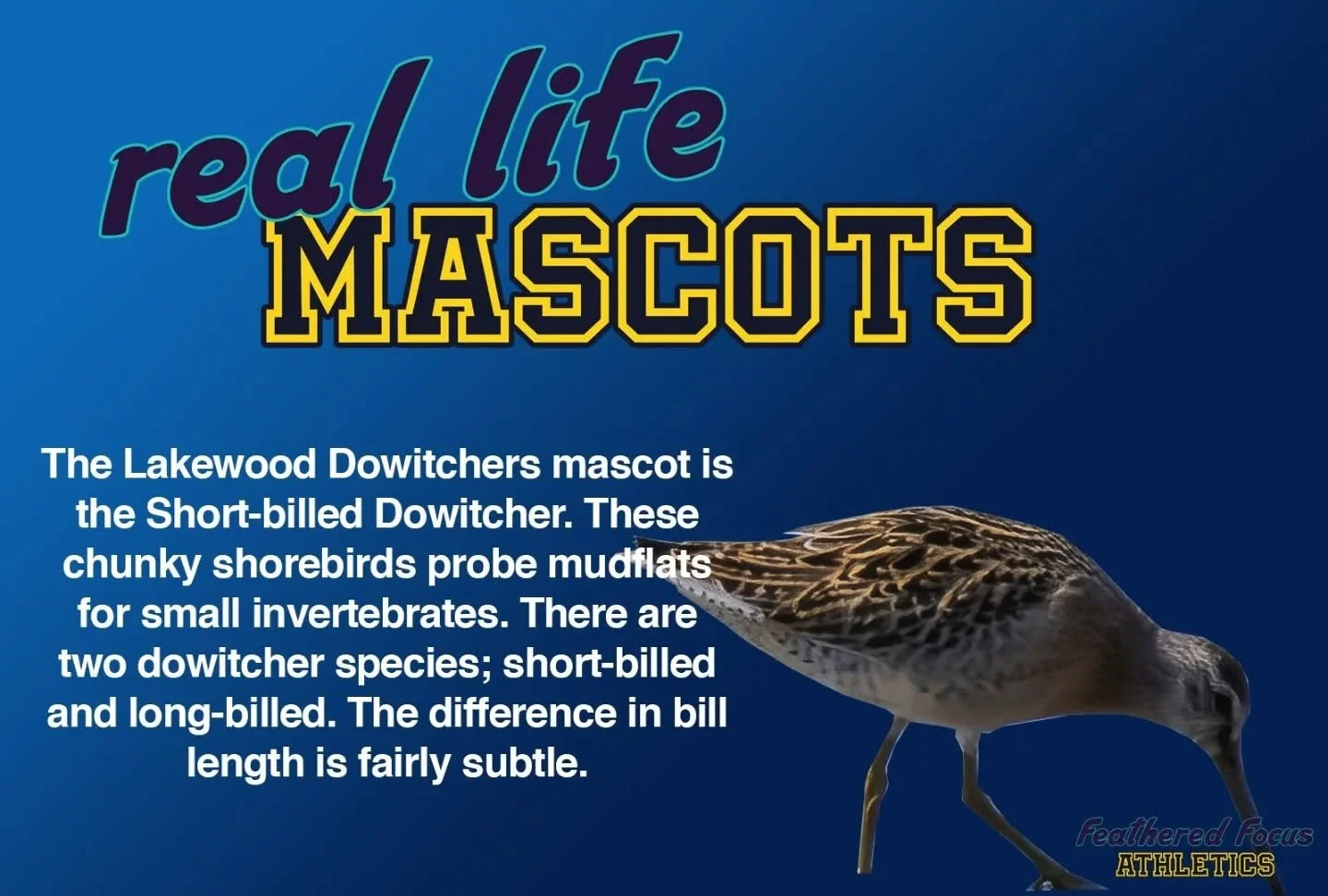What exactly is a dowitcher anyway? Here's some facts about these sticky shorebirds! 
.
.
.
.
.
#birdillustration #birding #birdart #independentartist #illustration #dowitcher #shorb #shorebirds #sport