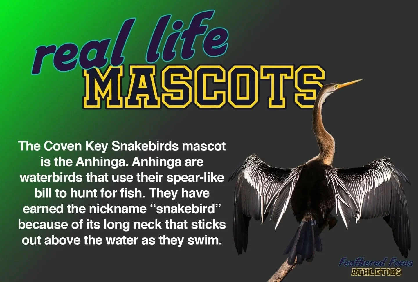 For Indigenous People's Day, let's learn about the Anhinga whose name is derived from the Tupi people of what's now Brazil. The word a'&ntilde;inga means &quot;devil bird&quot; or &quot;evil spirit of the woods.&quot; 
.
.
.
.
.
#birdillustration #bi