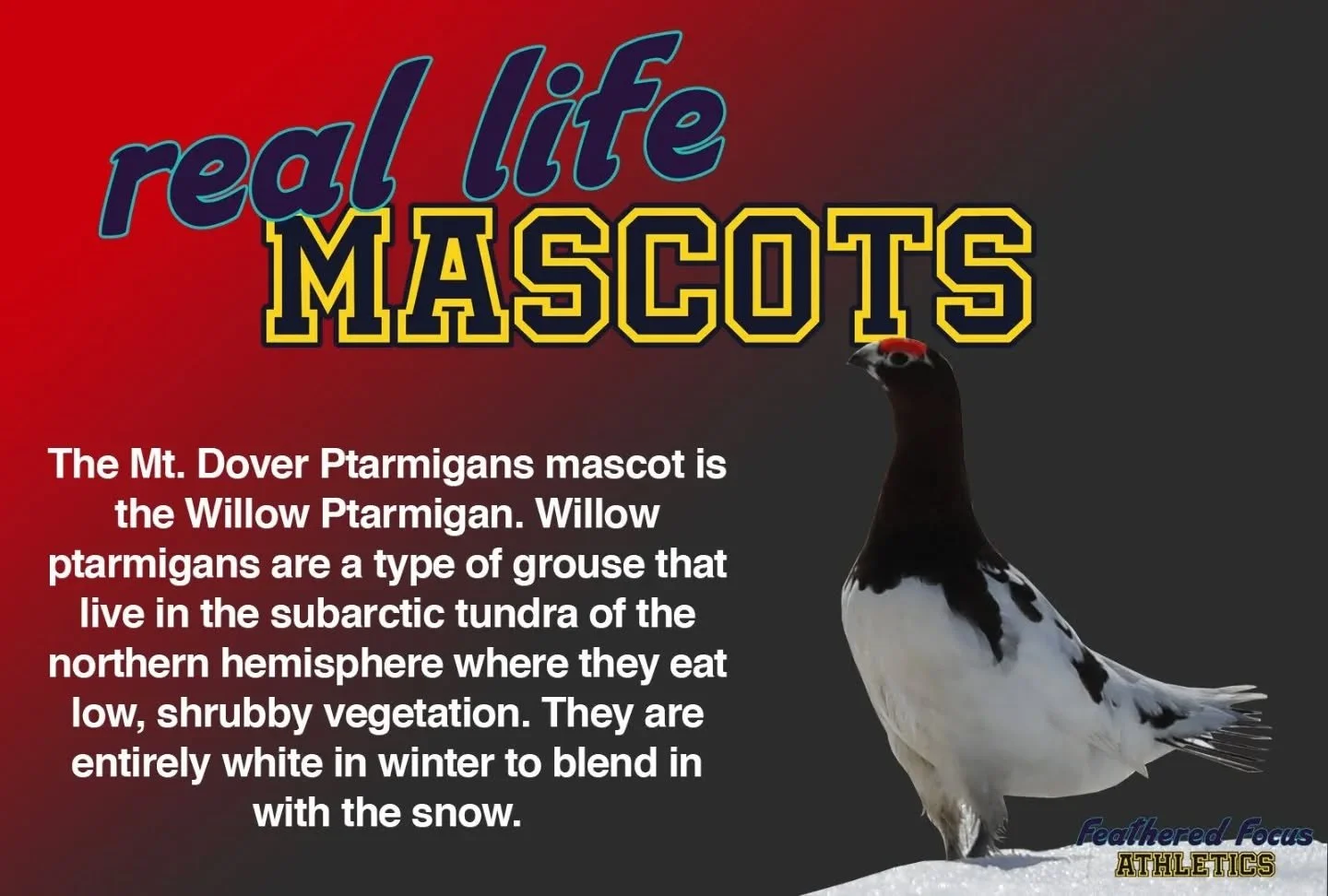 Today we look at the willow ptarmigan. What the heck is a ptarmigan anyway? Well, it's a type of grouse. Fun fact, the silent P was added to the word because someone thought the word was of Greek origin! 
.
.
.
.
.
#birdillustration #birding #birdart