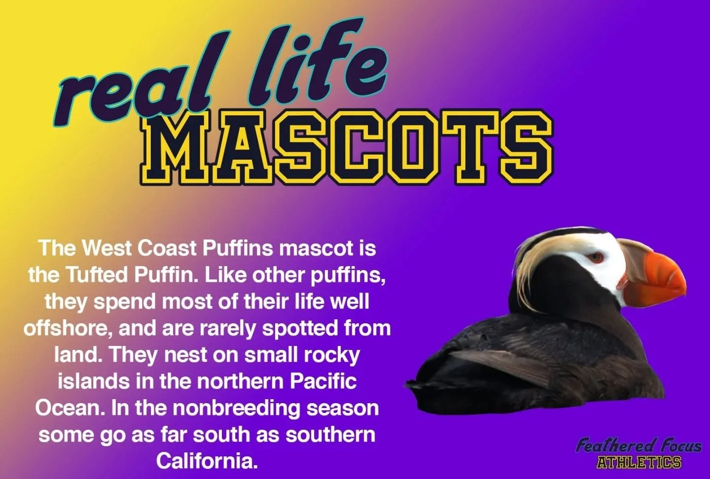 Though real puffins aren't purple and yellow, we think the tufted puffin makes for a good mascot! 
.
.
.
.
.
#birdillustration #birding #birdart #illustration #independentartist #puffin #tuftedpuffin #sport