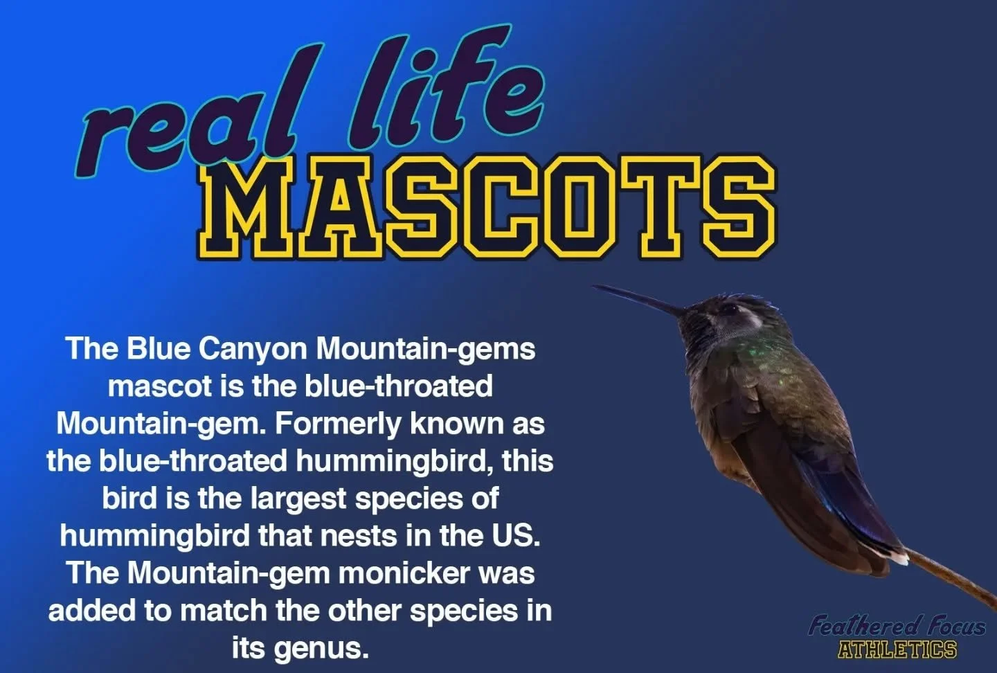 The blue-throated Mountain-gem is the only member of its genus (Lampornis) to breed in the US. Mountain-gems are medium to large hummingbirds found mostly in Central America. 
.
.
.
.
.
.
#birdillustration #birding #birdart #independentartist #illust