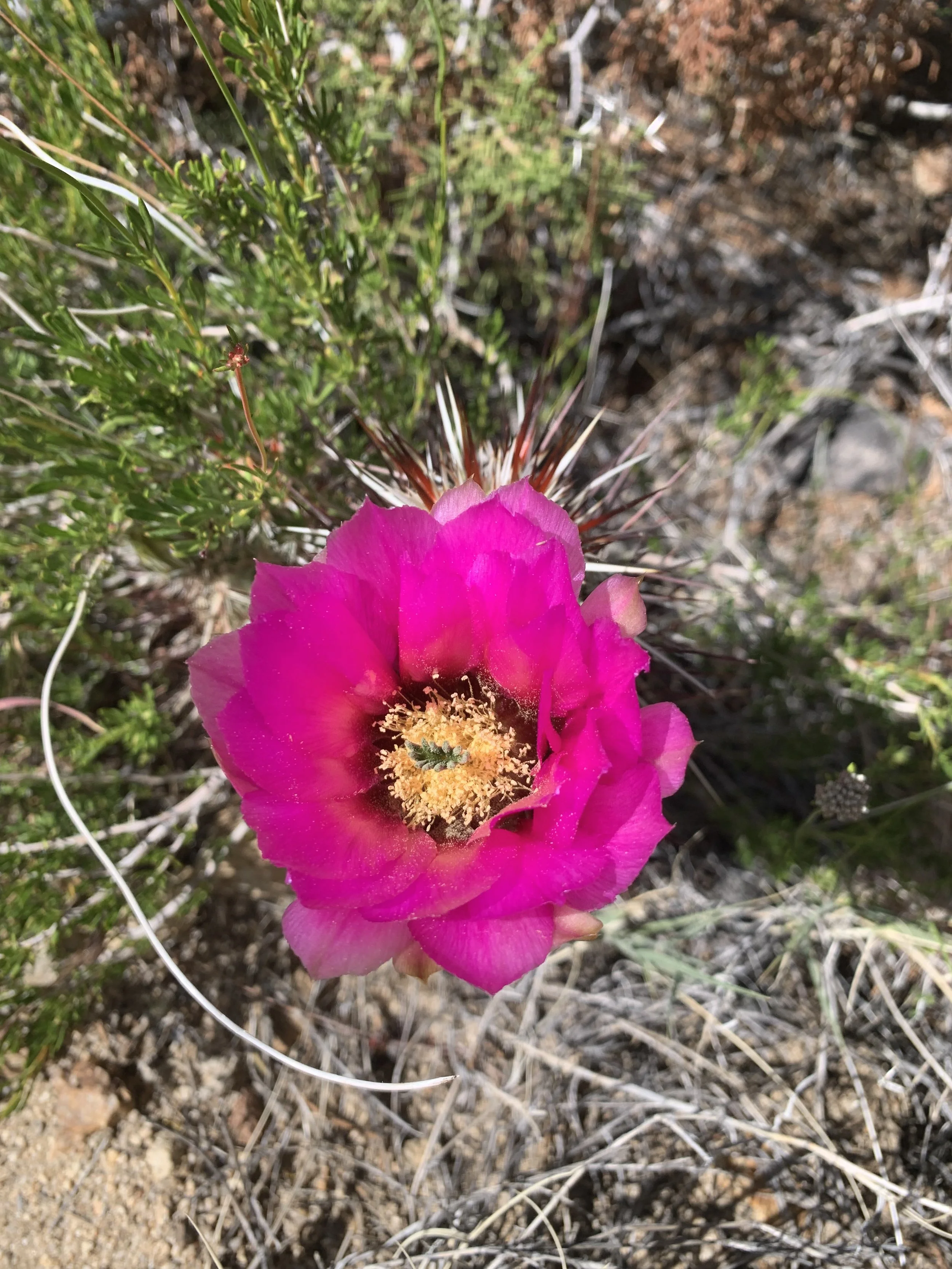 Why Spring Is the Perfect Time to Visit Joshua Tree — Wildflower Season