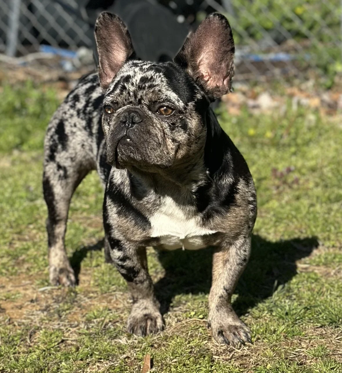 "CEO ZUES" - Stud Fee
