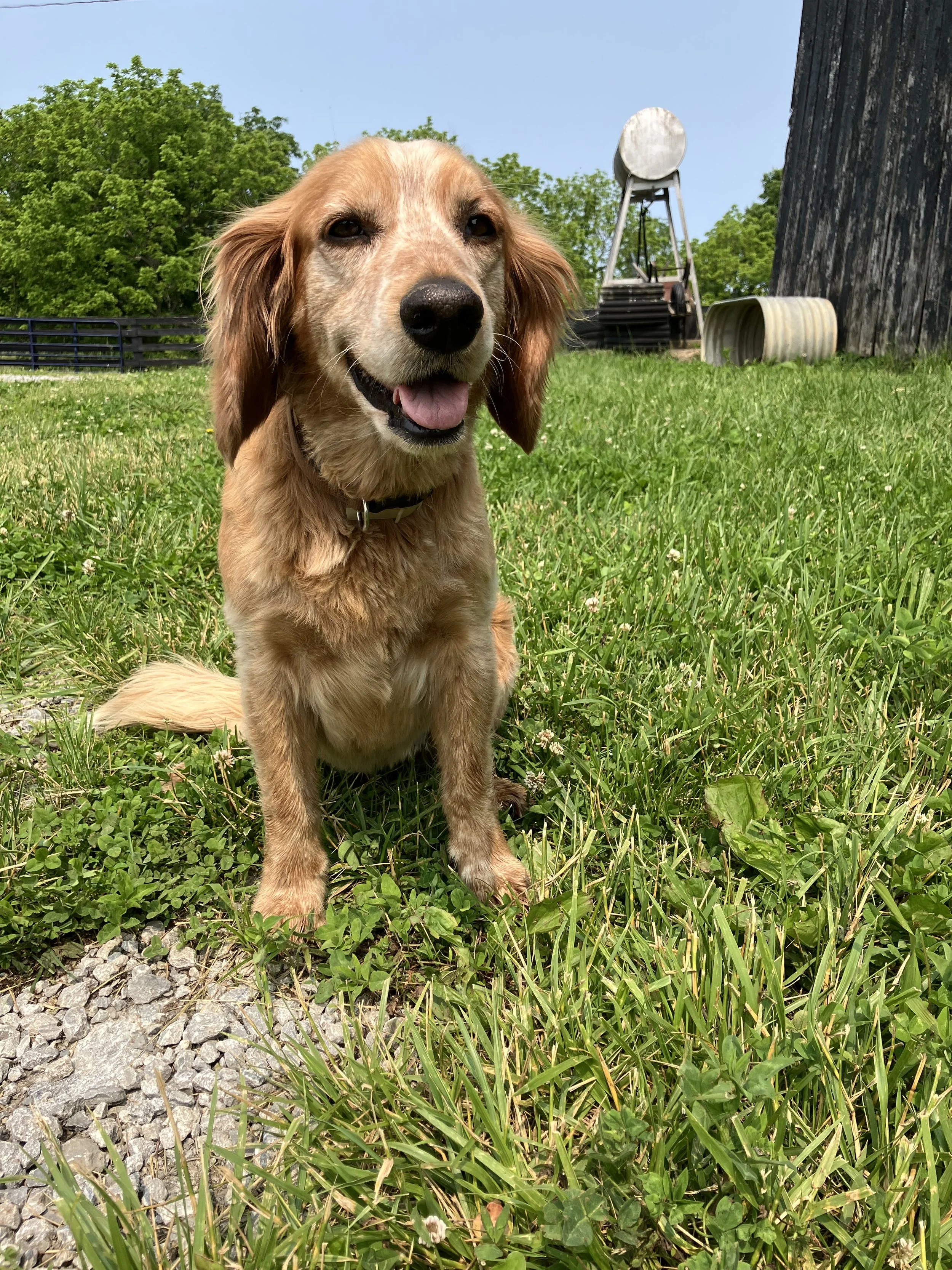A happy golden retriever sitting on green grass with a barn, windmill, and trees in the background on a sunny day.