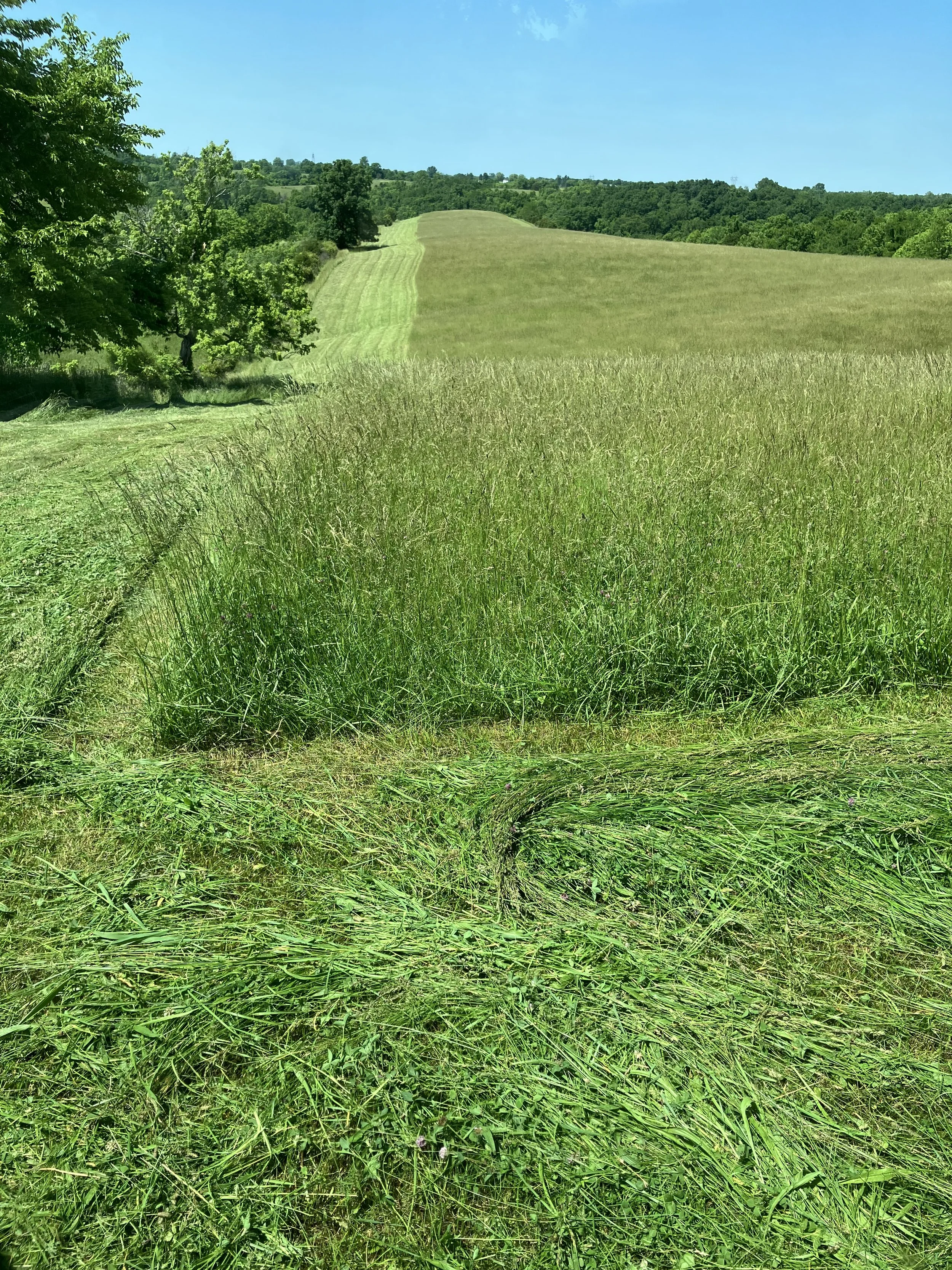Rolling green grassy field with trees on the side and a clear blue sky in the background.