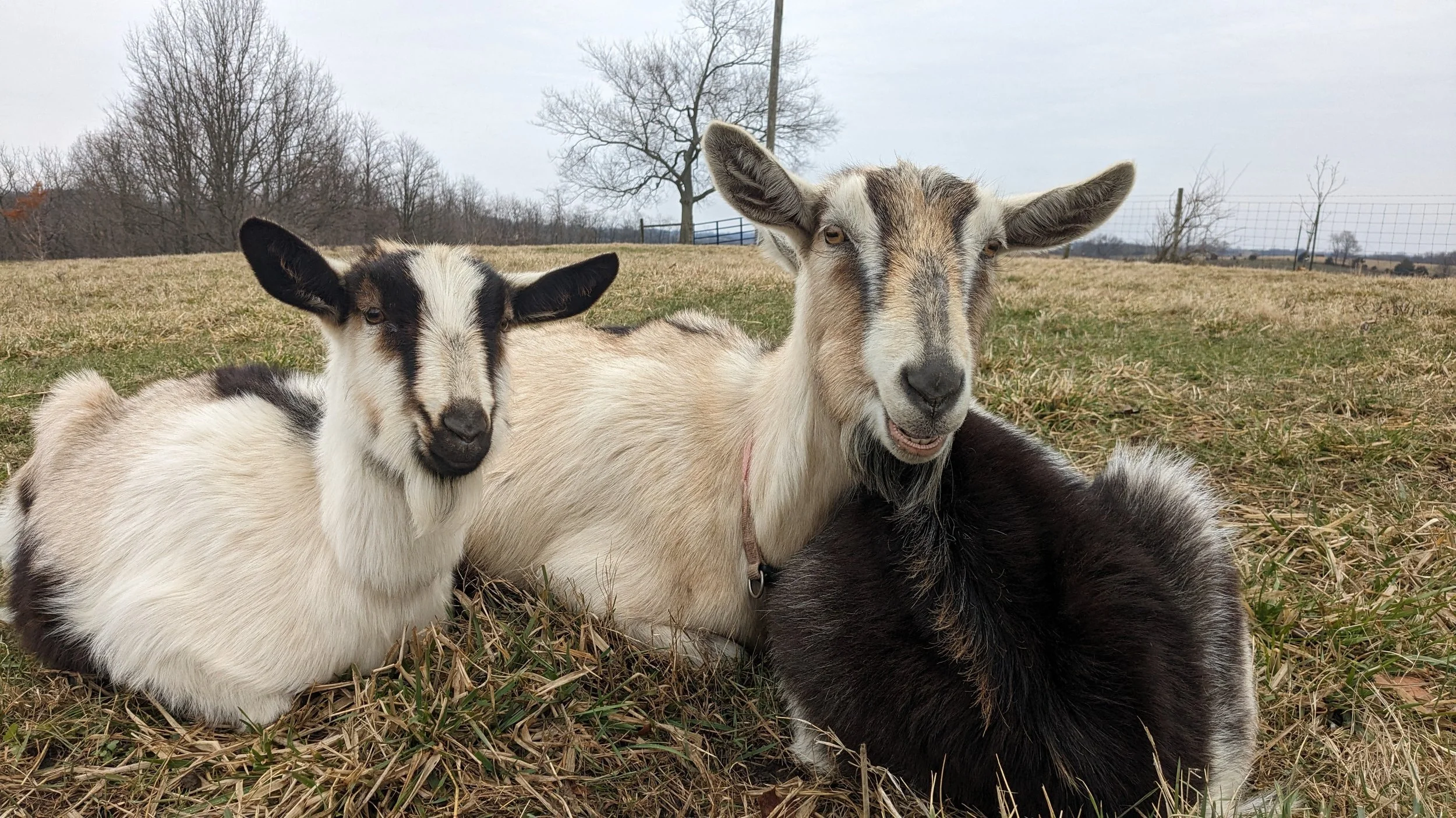 Two goats resting on grass in a field with trees and a fence in the background.