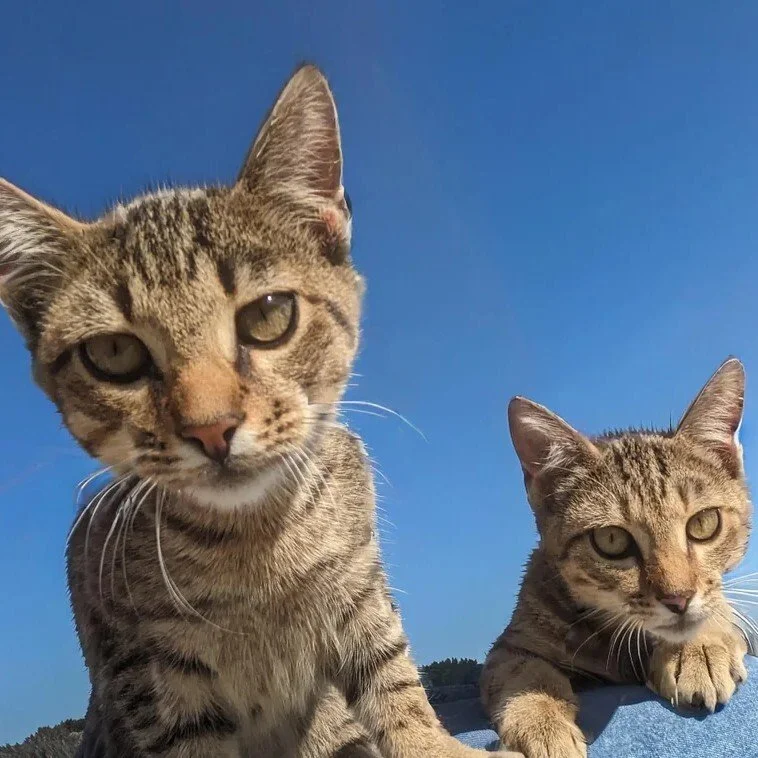 Two cats with striped fur lying on a surface outdoors under a clear blue sky.
