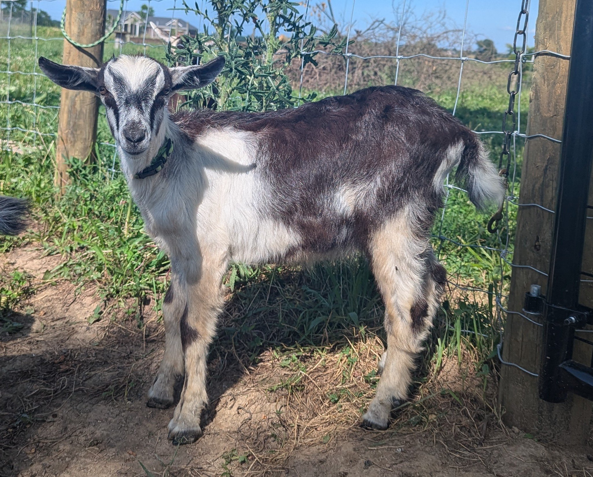 A young goat with black and white fur standing in a grassy outdoor enclosure, looking at the camera with its ears pointing sideways.