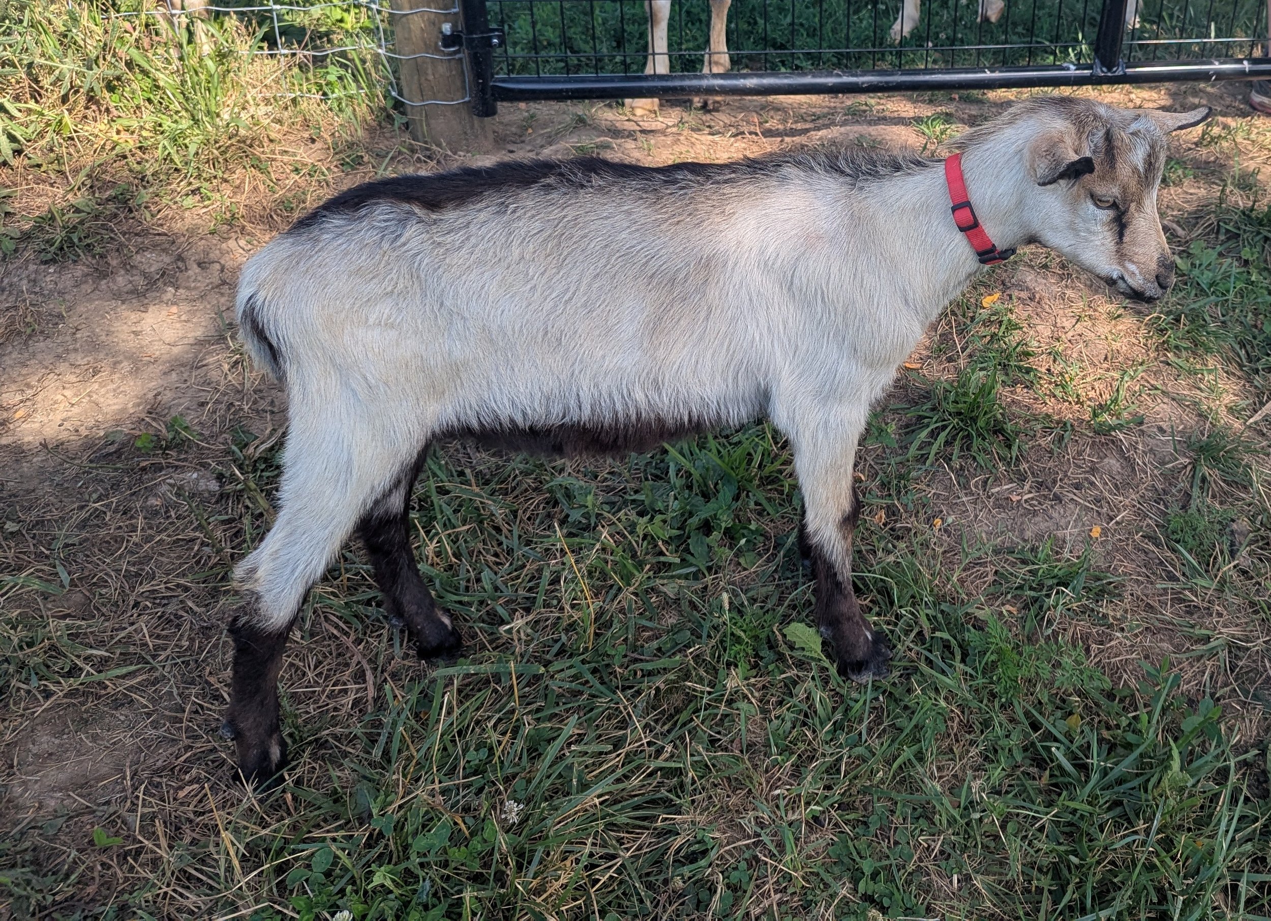 A young goat with a tan body, black markings on its legs and back, and a red collar, standing on grassy ground near a black metal gate.