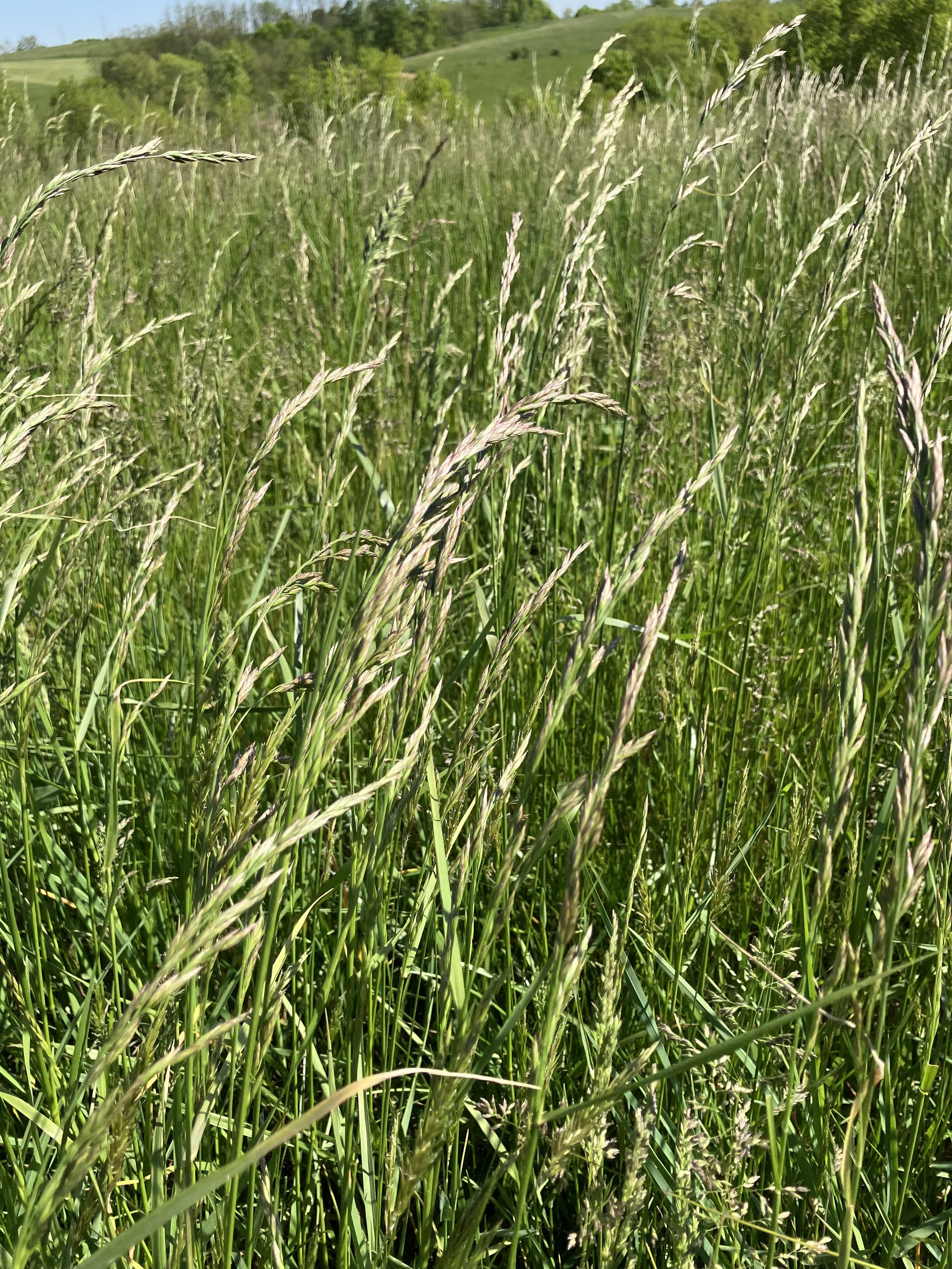 Close-up of a green grassy field with tall, wispy grass in the foreground, and a hilly landscape with trees and blue sky in the background.