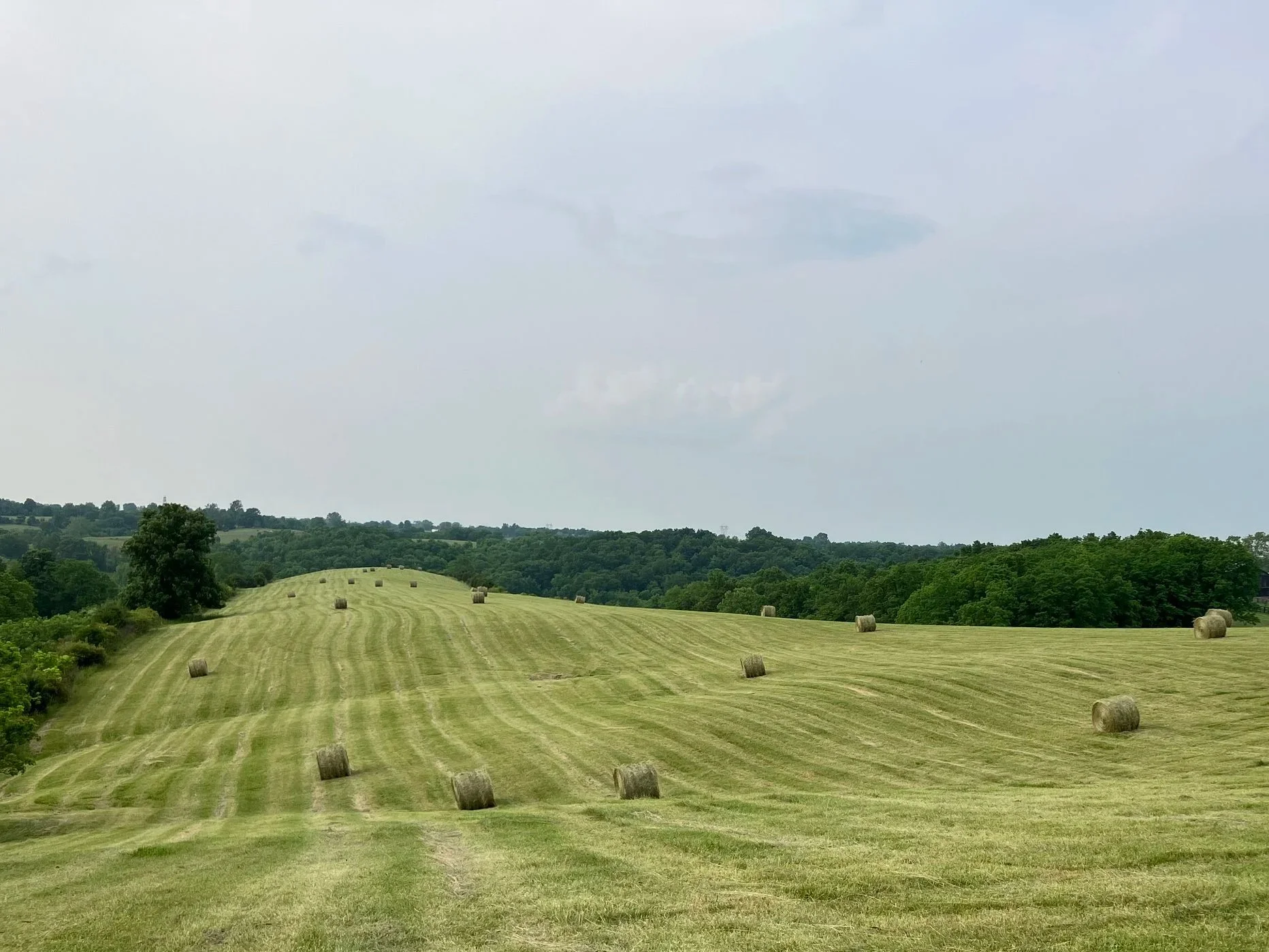 A green field with hay bales scattered across the landscape, with trees and hills in the background under a cloudy sky.