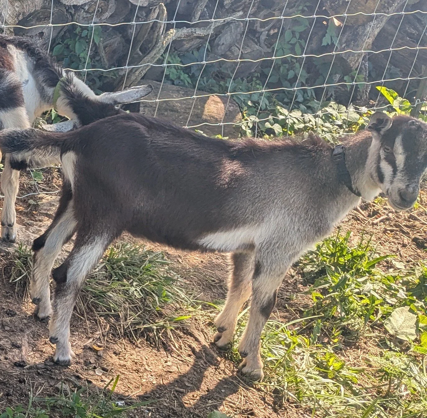 A young goat with black and white markings standing outdoors on dirt and grass, near a wire fence.