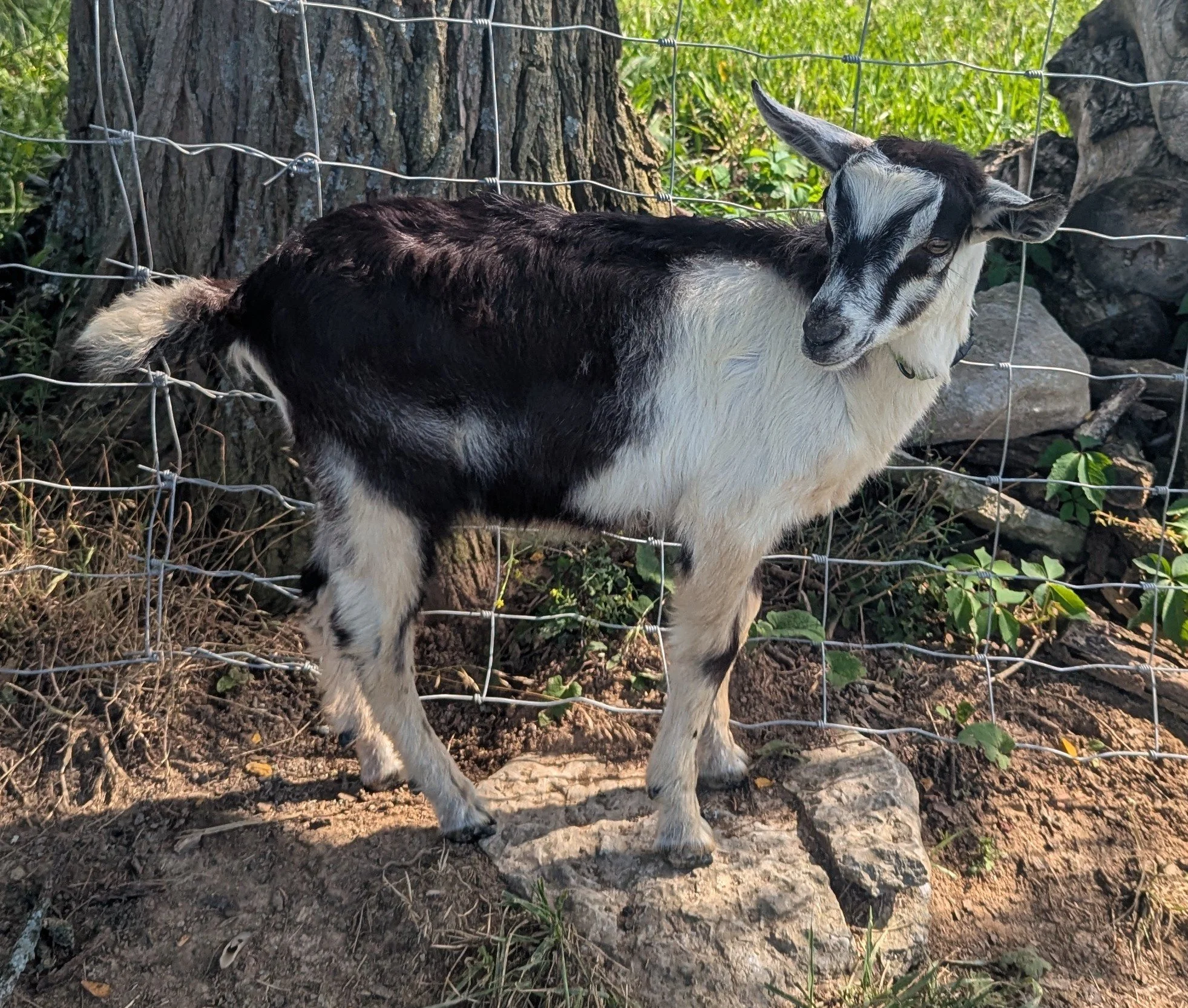 Young goat standing outdoors on dirt ground near a wire fence and trees.