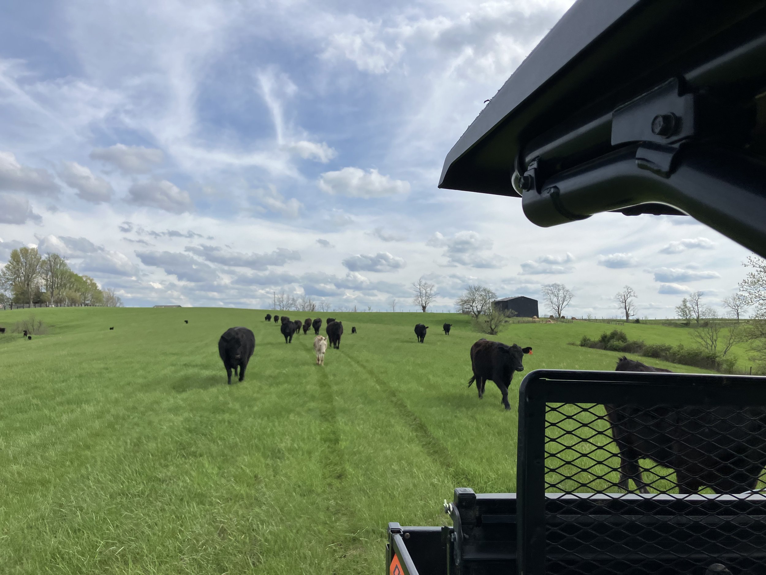View from a farm vehicle showing a green pasture with cows grazing, a barn in the distance, and a partly cloudy sky.