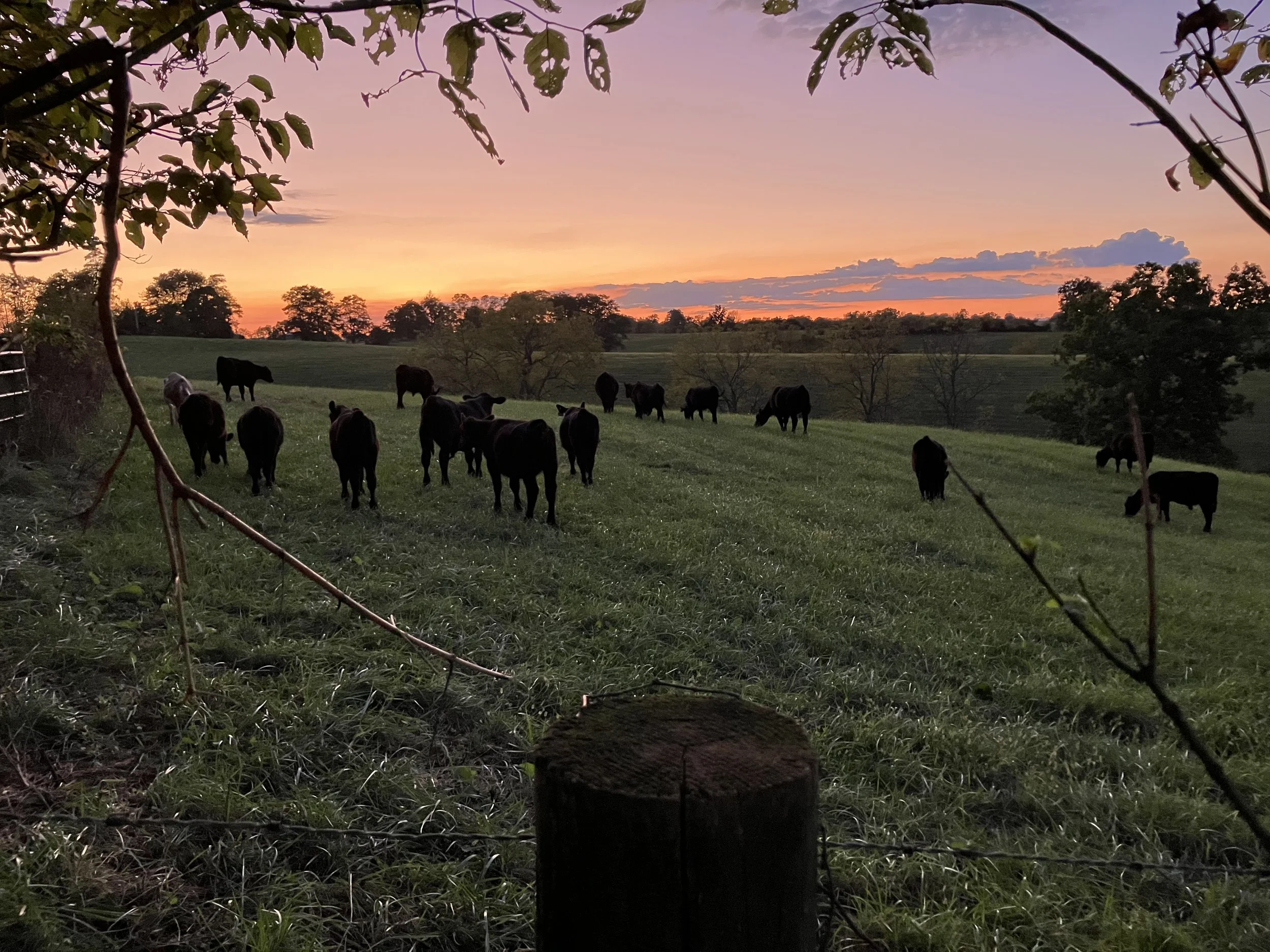 Cattle grazing on a green pasture during sunset, with a colorful sky and trees in the background.
