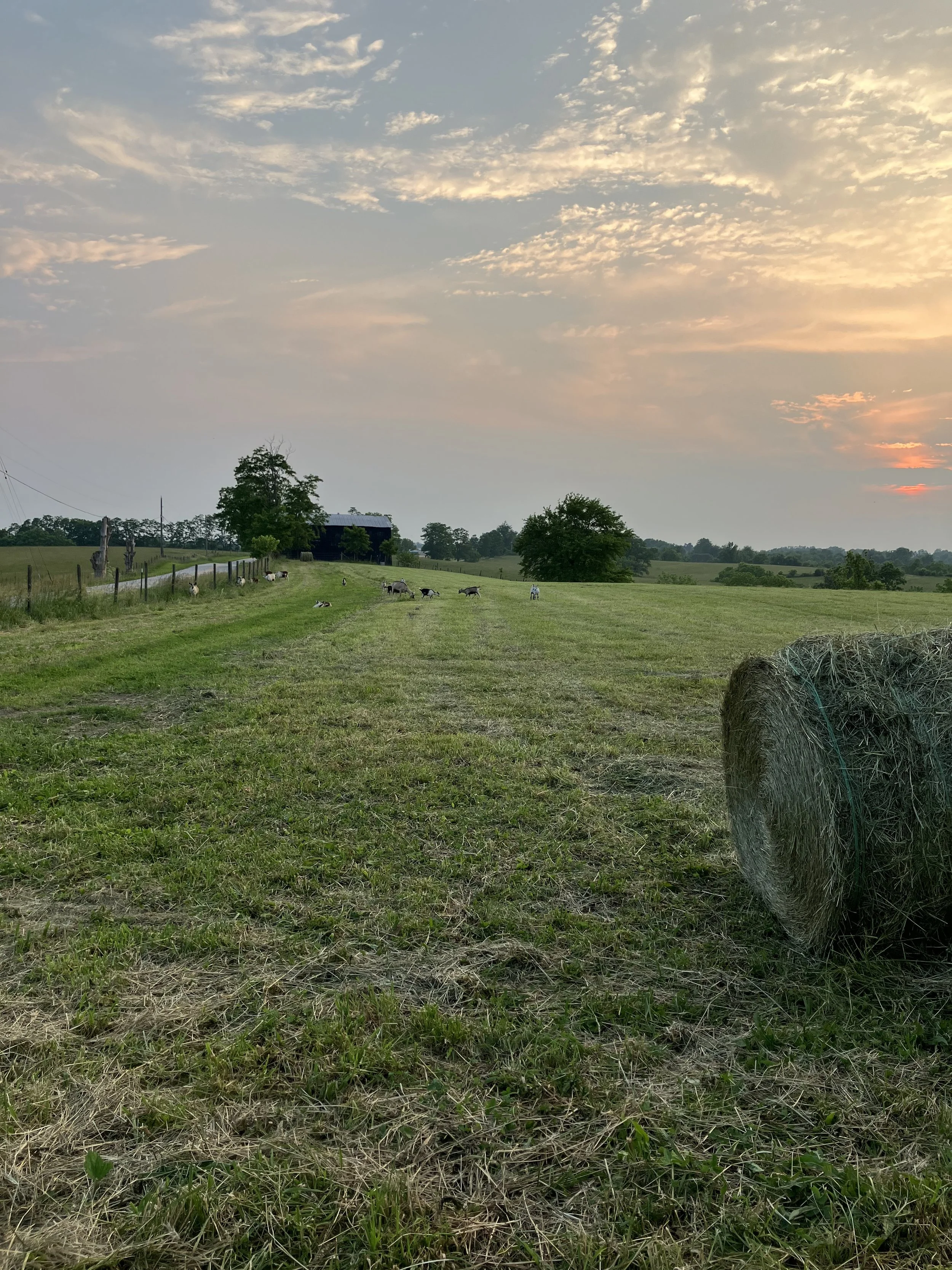 A rural farm scene at sunset with a field, hay bale on the right, grazing goats, a barn in the background, and a sky filled with clouds.