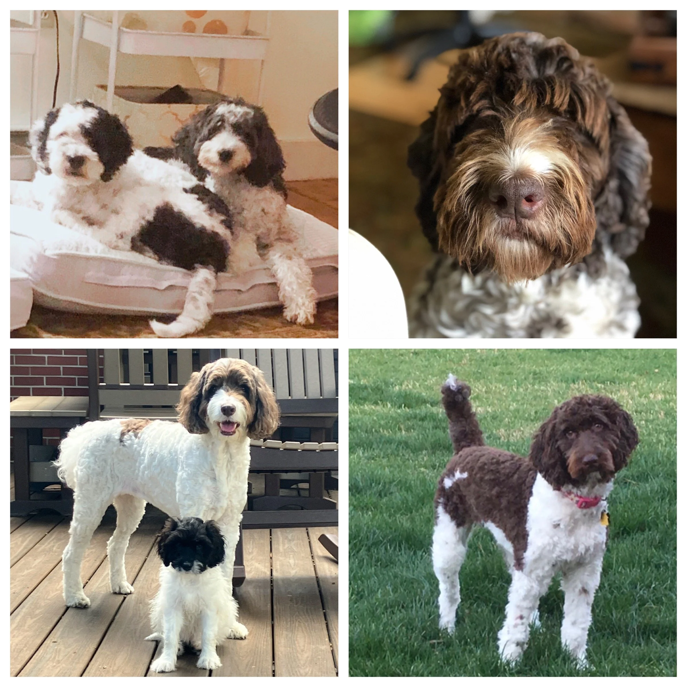 Collage of two photographs featuring dogs: the left side shows two adult mini sproodon a bed, an adult with a puppy; the right side shows a close-up of an adult standard sproodle, an adult standard sproodle in the grass.