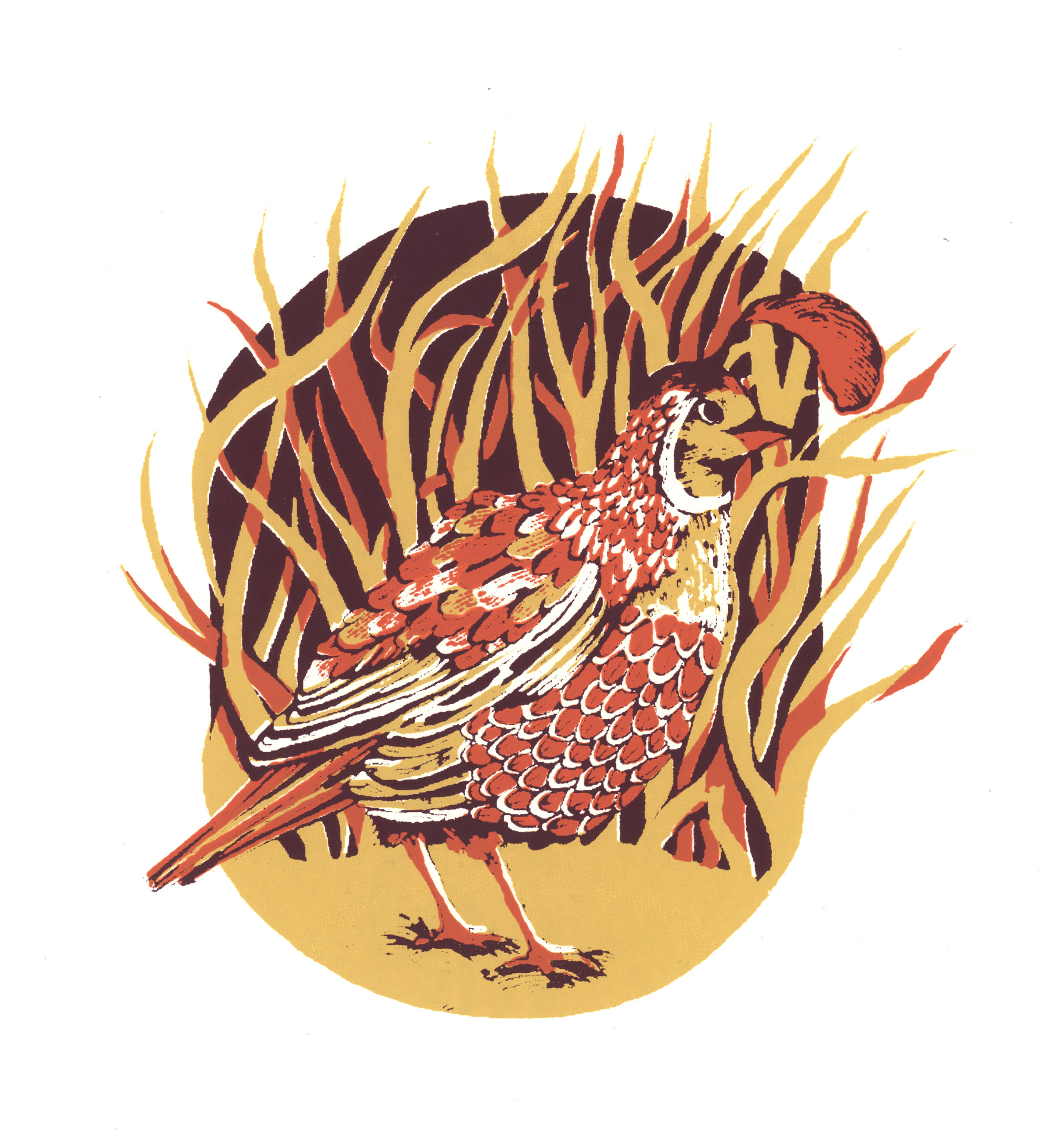 California Quail