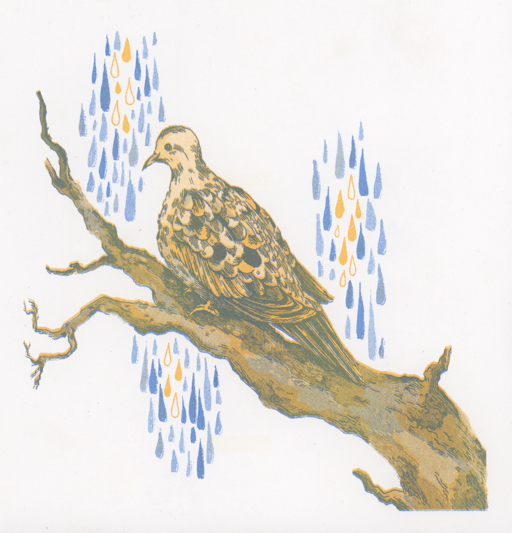 Mourning Dove