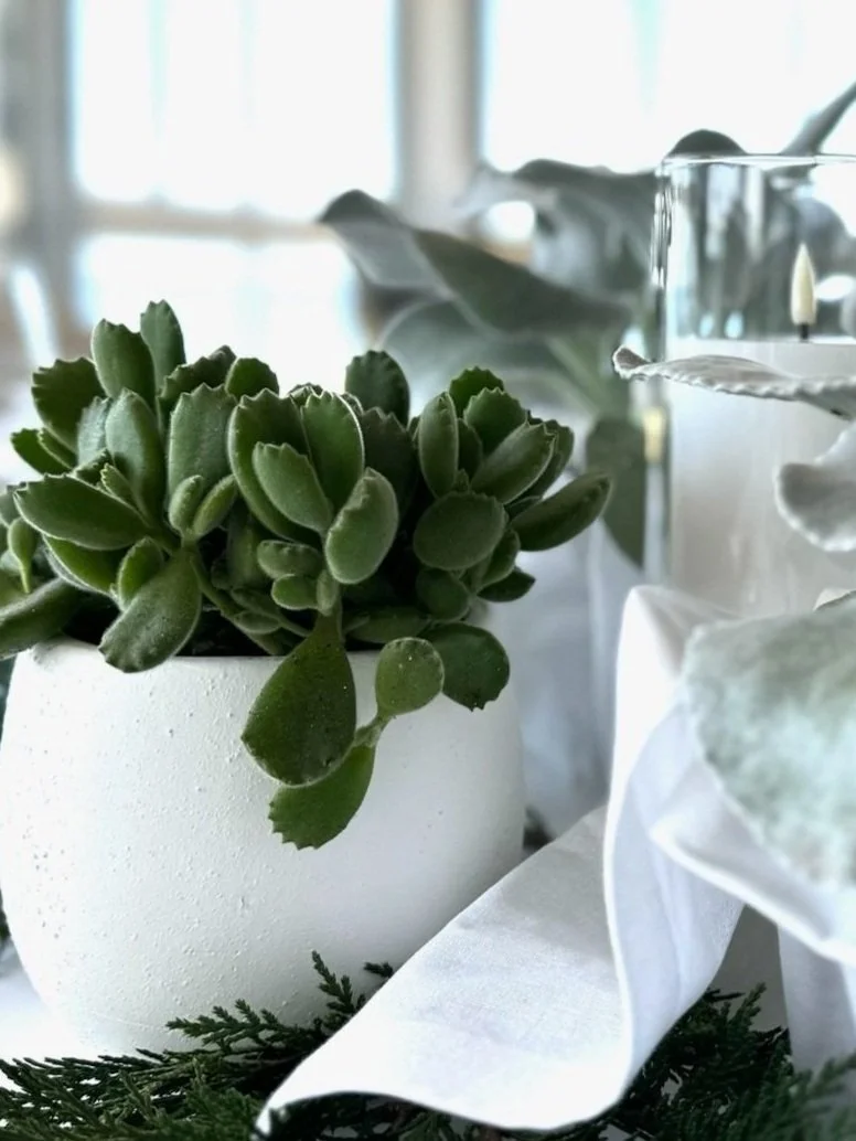 Temporary indoor plant hire featuring green tropical plants for stylish photo shoots in Sydney
