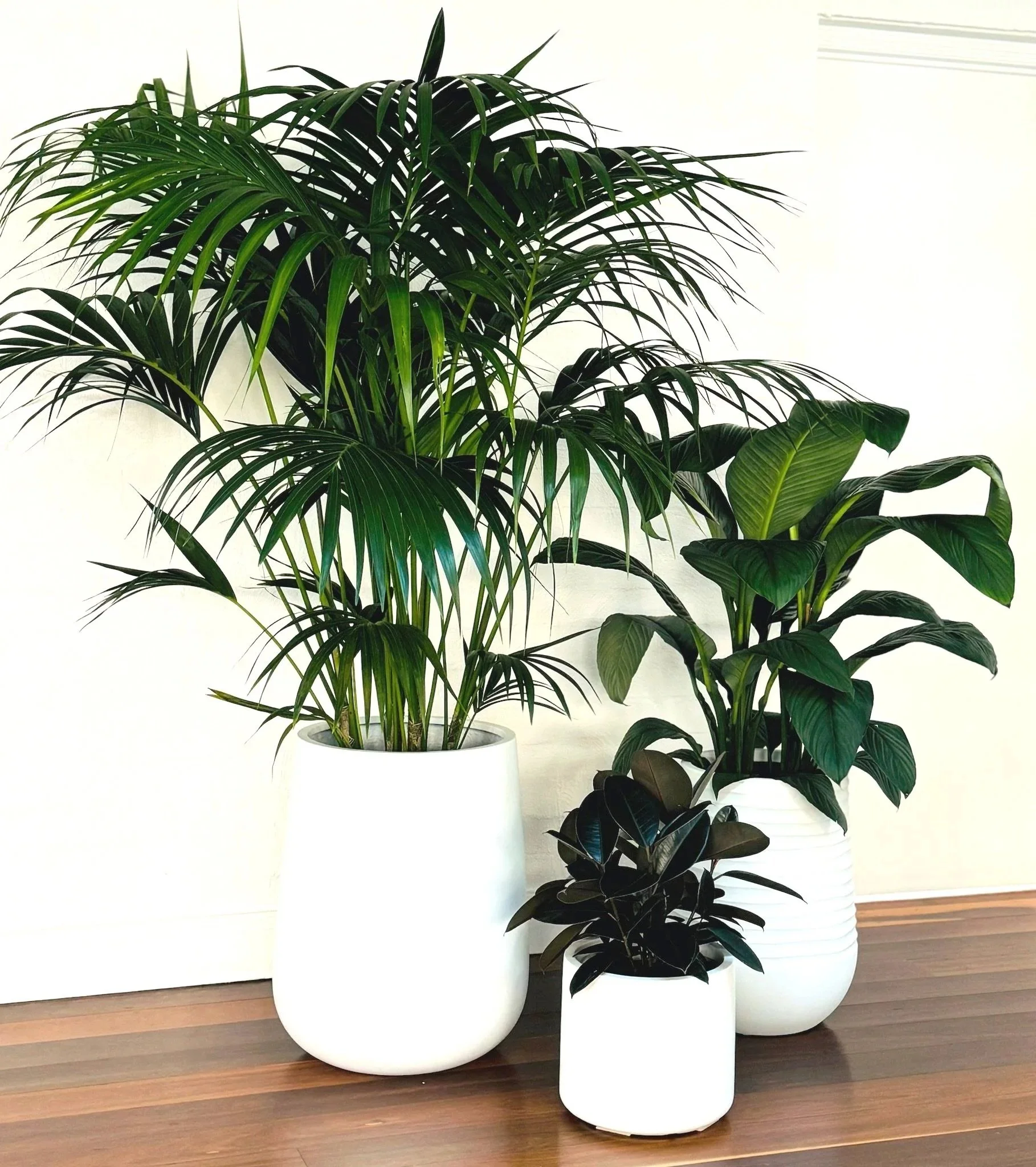 office-plant-hire-wollongong.jpg