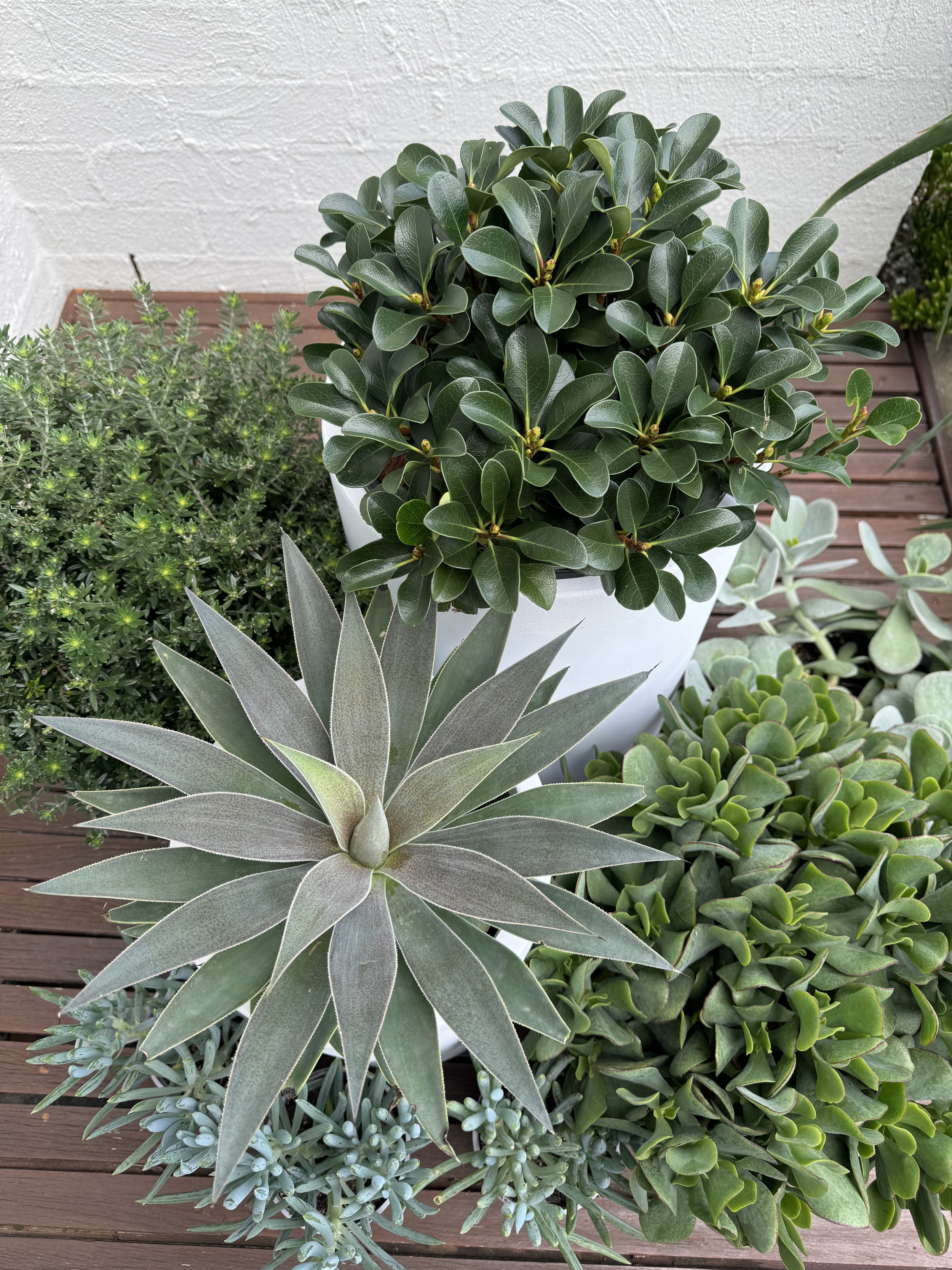 "Short-term rental of living tropical plants and greenery to enhance event spaces in the South Coast"