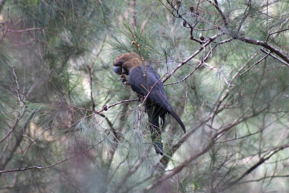 WPCV Champions Campaign — Wildlife Preservation Clarence Valley