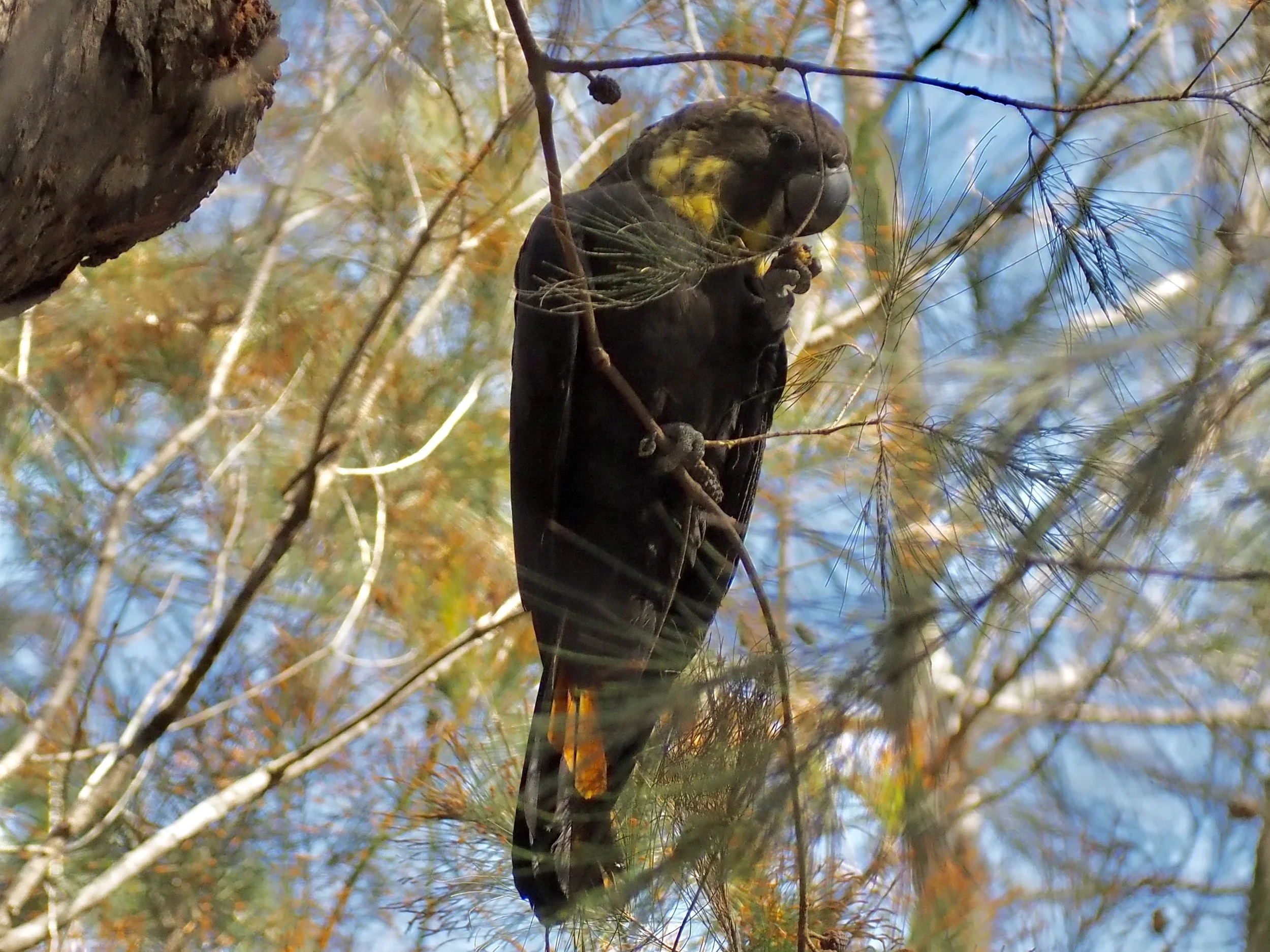 One of the female Glossy Black Cockatoos on the property
