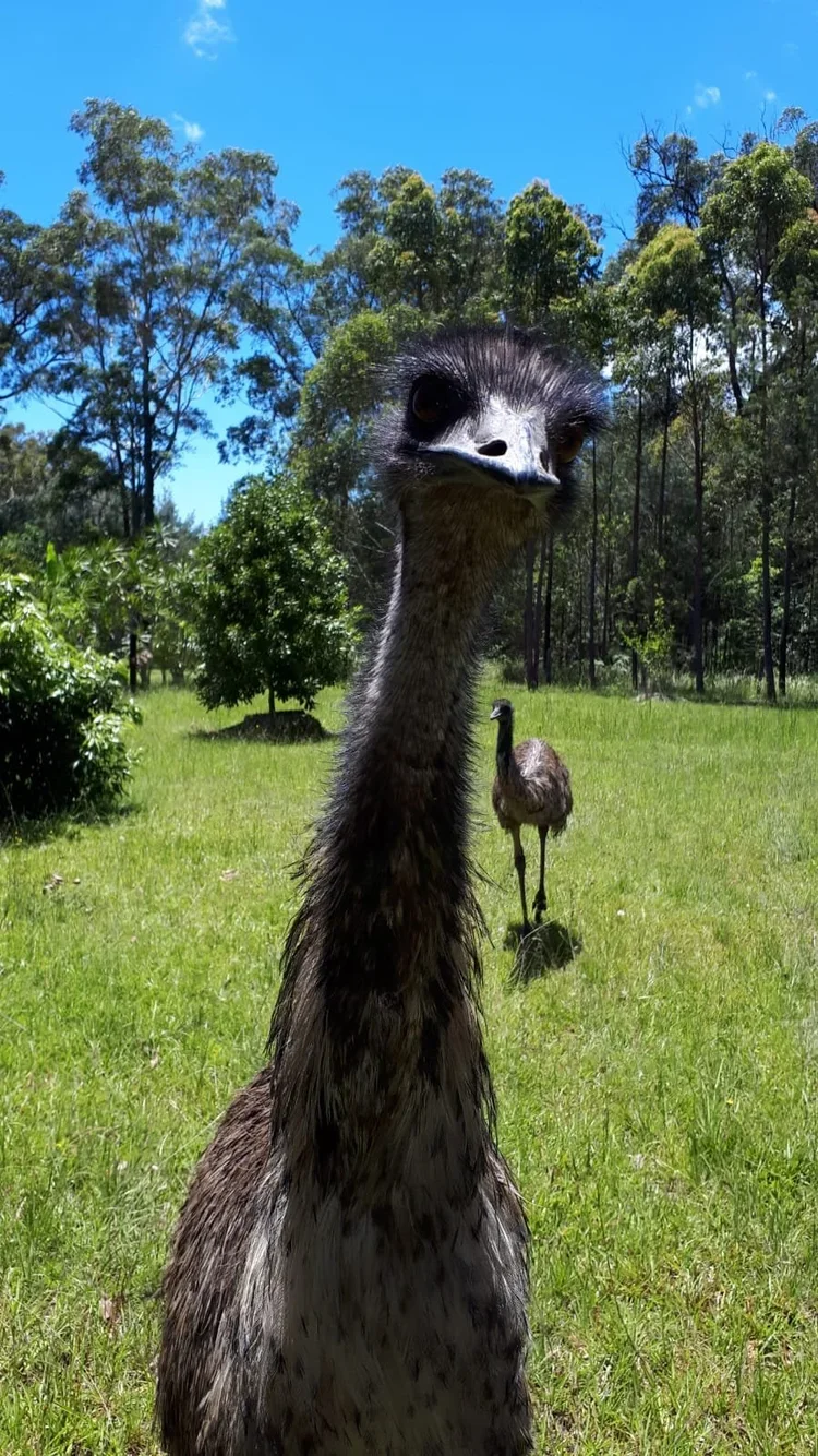 Coastal Emus on the adjoining property (Carl’s Cockatoo Corridor in back ground)