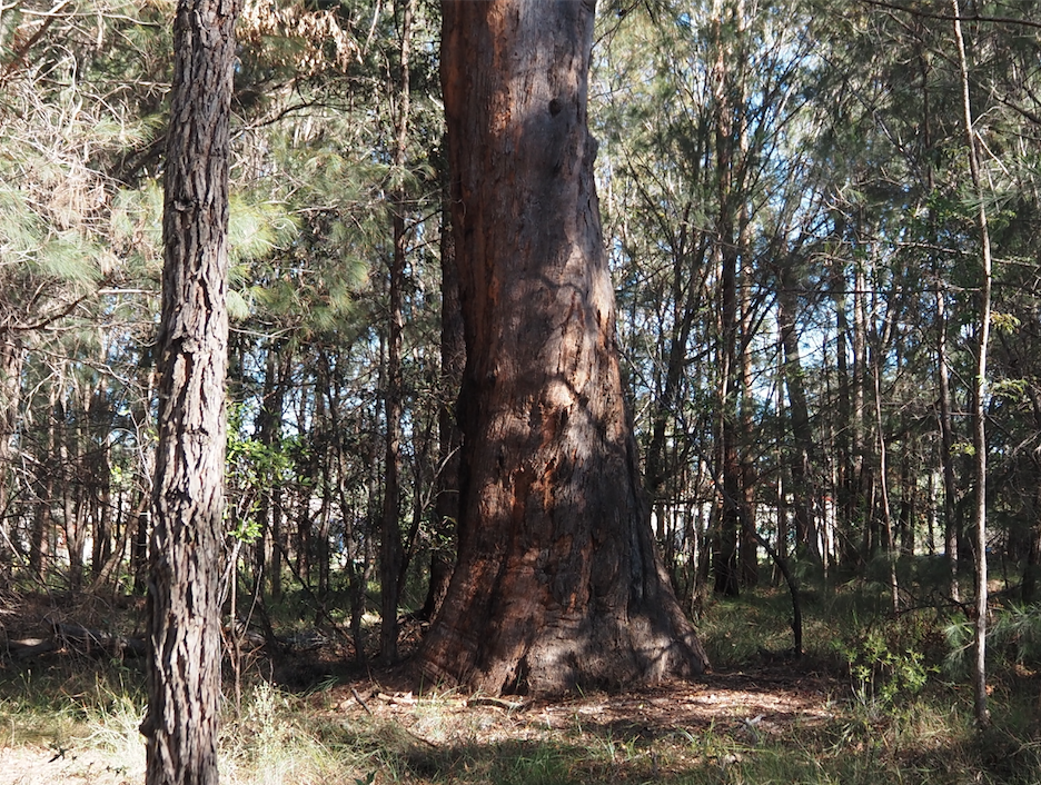 One of the many old-growth, hollow bearing trees on the property