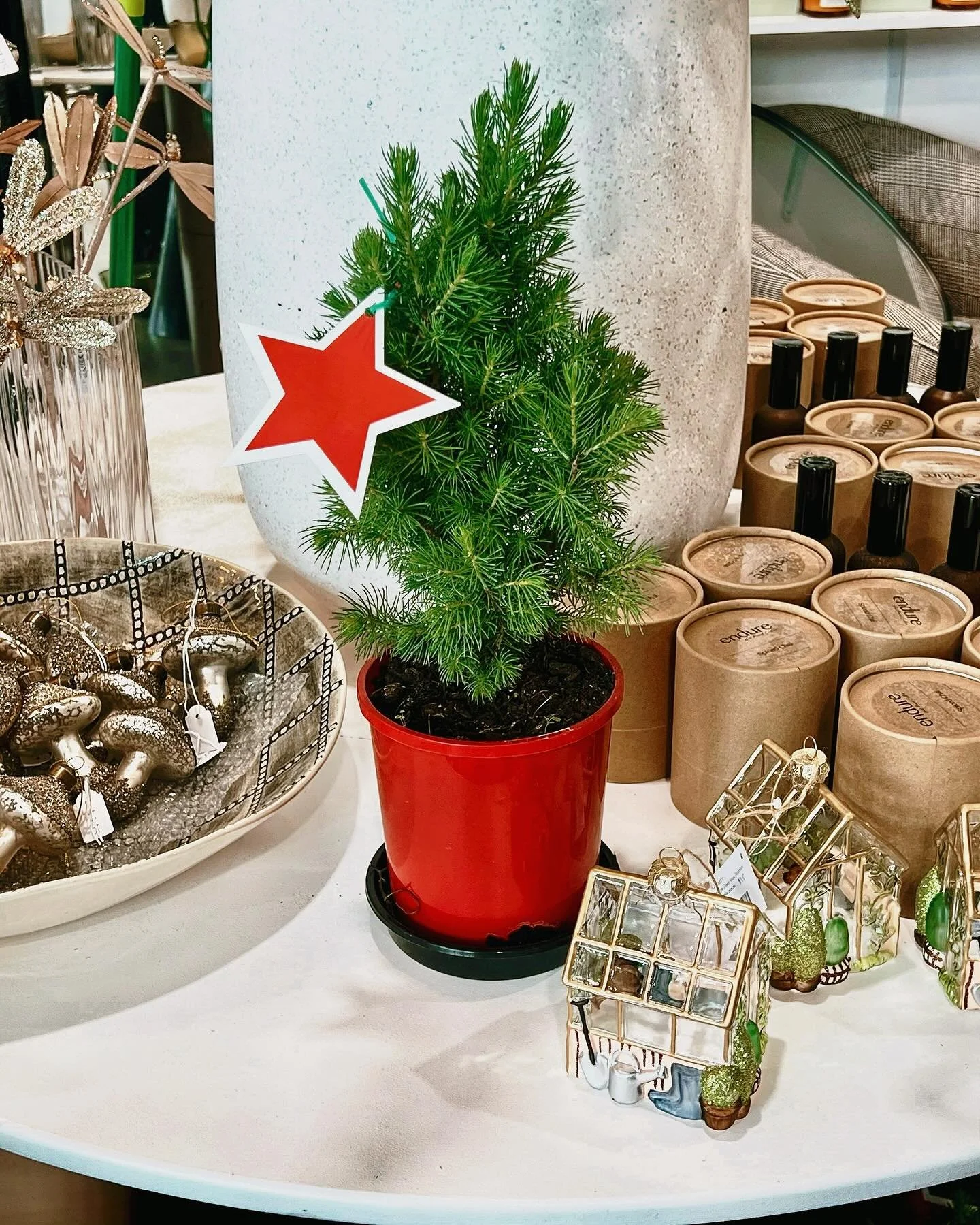 A little seasonal magic this Sunday ❤️🌿⭐️There are beautiful decorations instore to explore 🎄

#seasonaldecor #christmasinstore #festivestyle #holidayhomedecor #christmasinspo #shoplocalwarragul #gippslandlocal #homewareslove #interiorinspo #decorf