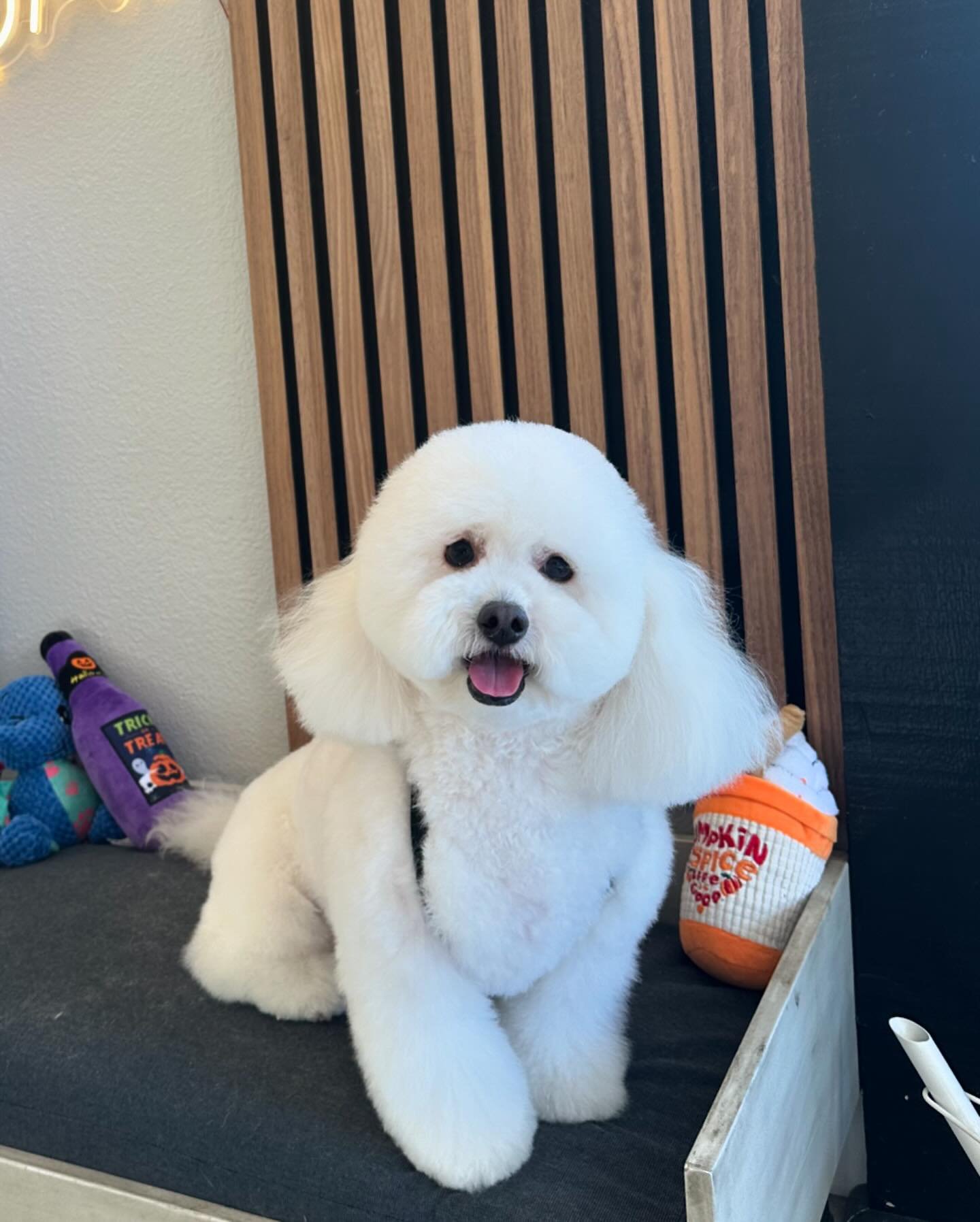 🍂  A U T U M N 🍂 

#sanjose #doggrooming #petsalon #siliconvalley #autumn #bayarea #doggroomer