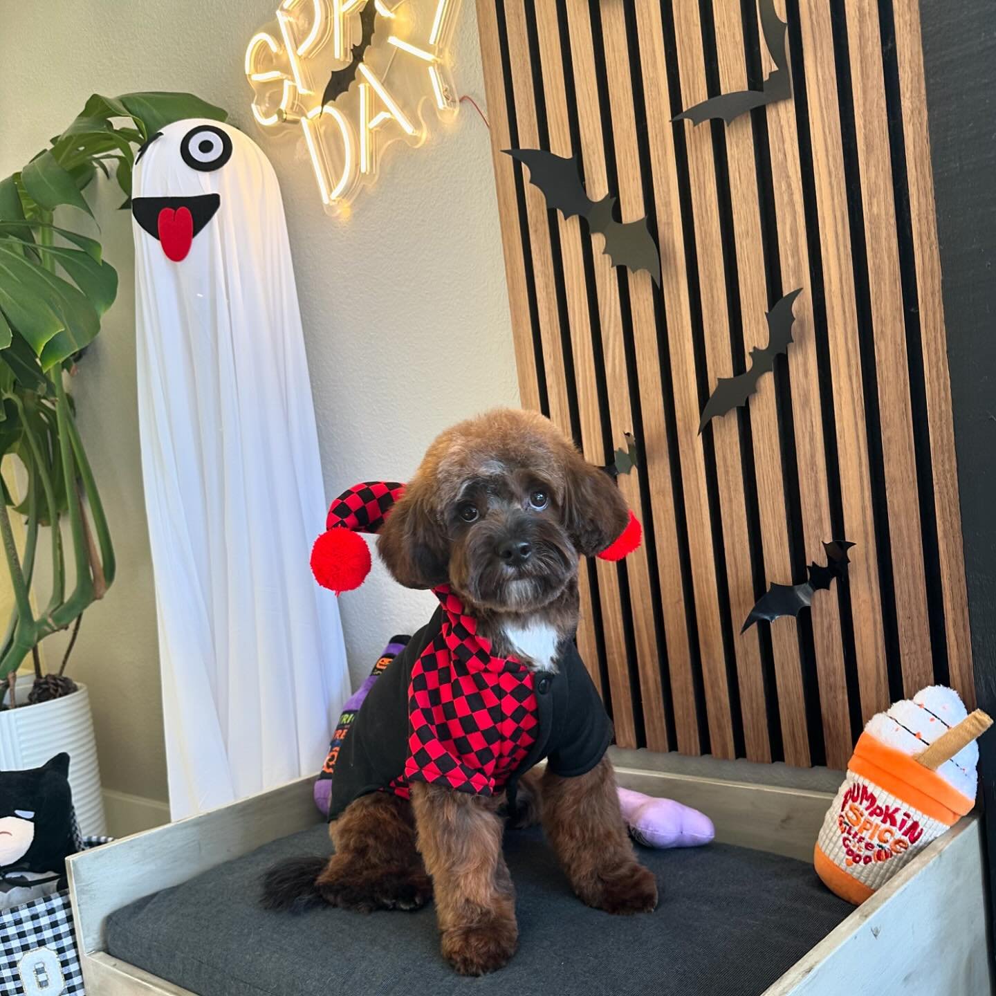 H A P P Y 🎃 H A L L O W E E N 

Stylist : Mady 🩷

#pawbabiespetsalon #sanjose #doggroomer #halloween #siliconvalley