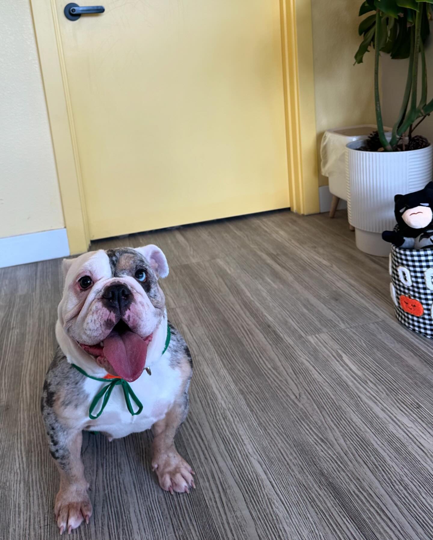 Shout out to our barista , he is working hard or hardly working ?!🤔🤣🐶🐾

#pawbabiespetsalon #doggroomingofinstagram #siliconvalley #sanjose