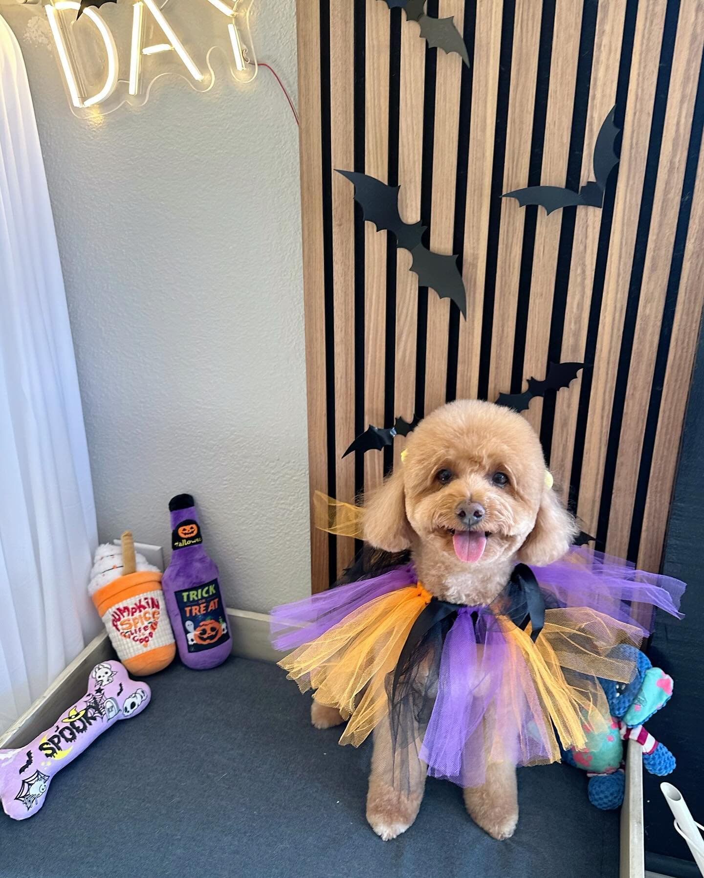 💟 She&rsquo;s a Q U E E N &hellip;.. 🪽 

Stylist : Mady ❤️

#spawday #pawbabies #october #halloween #petgroomingsalon #bayarea #siliconvalley #sanjose
