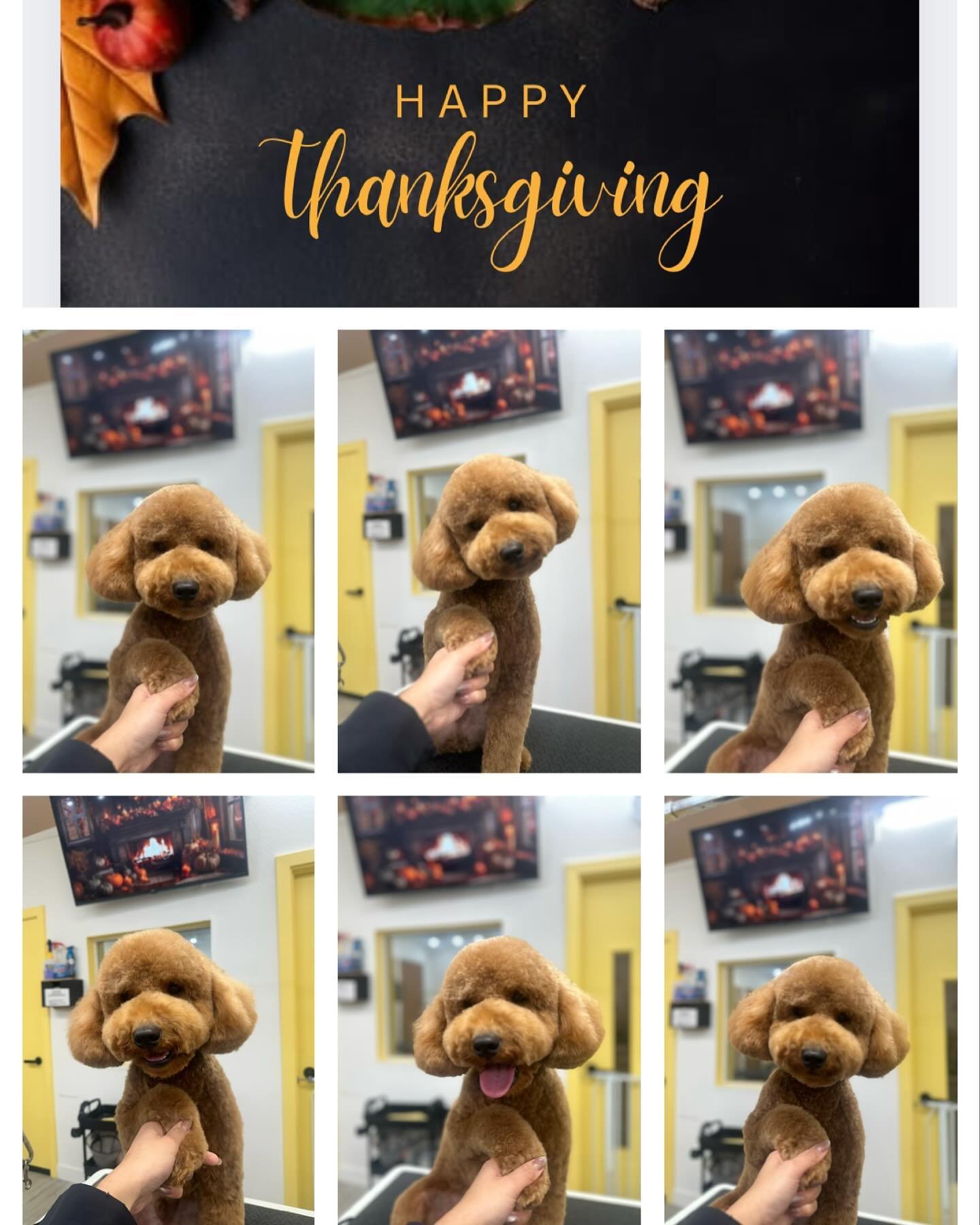 🍁 HAPPY THANKSGIVING 🍁