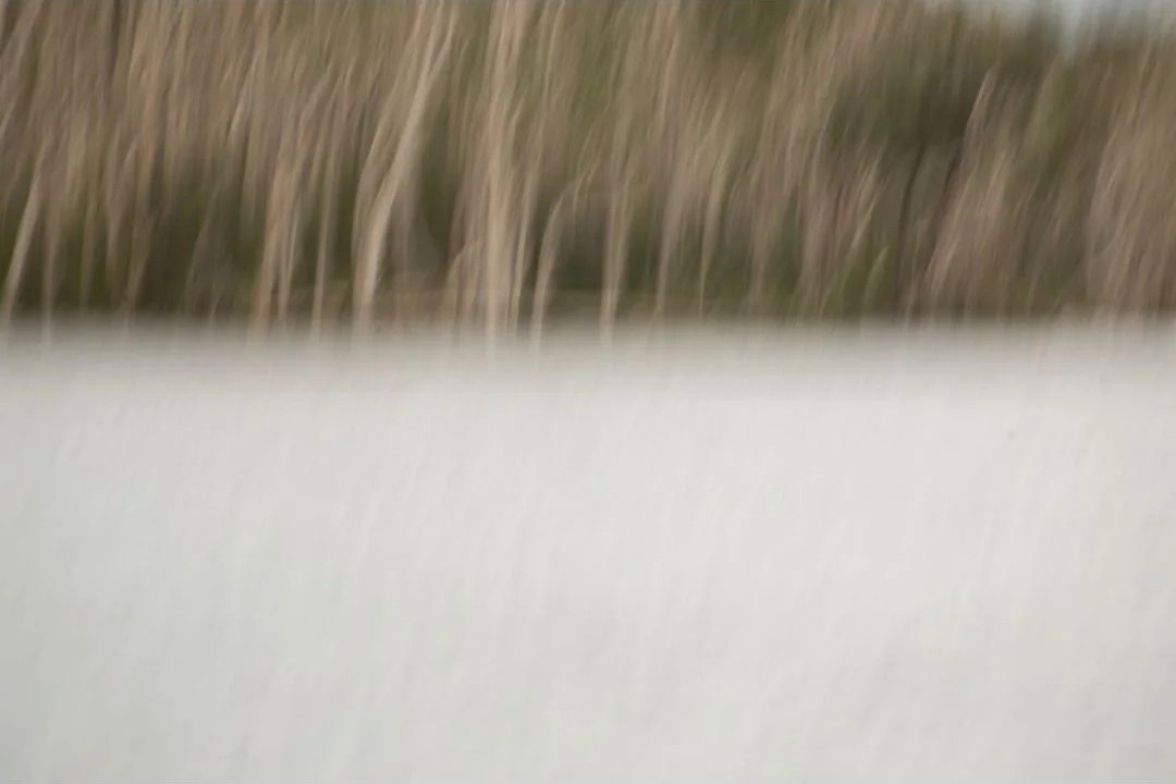 Blurry image of what appears to be water with tall grasses or reeds in the background.