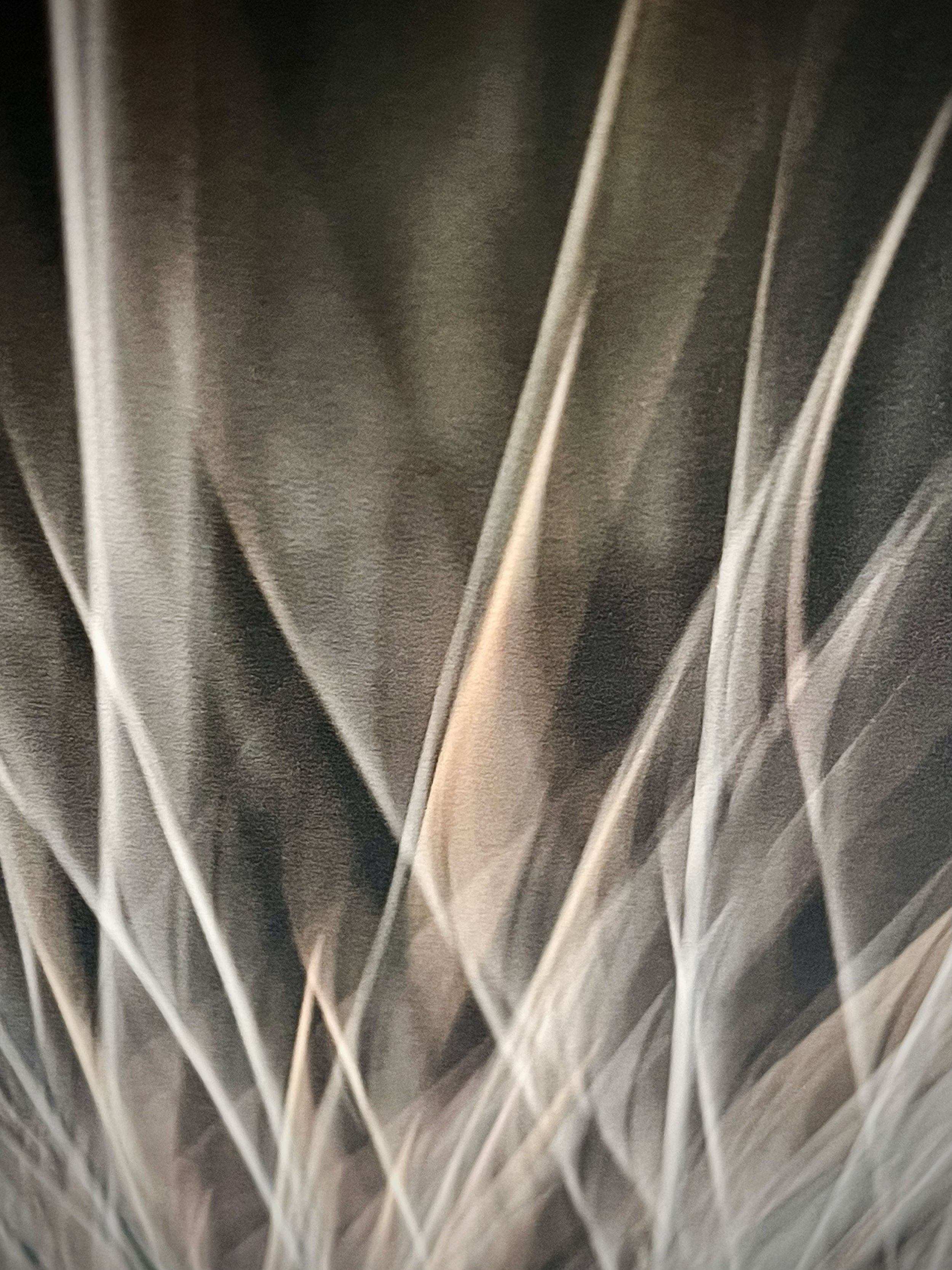 whisper detail upclose.jpg