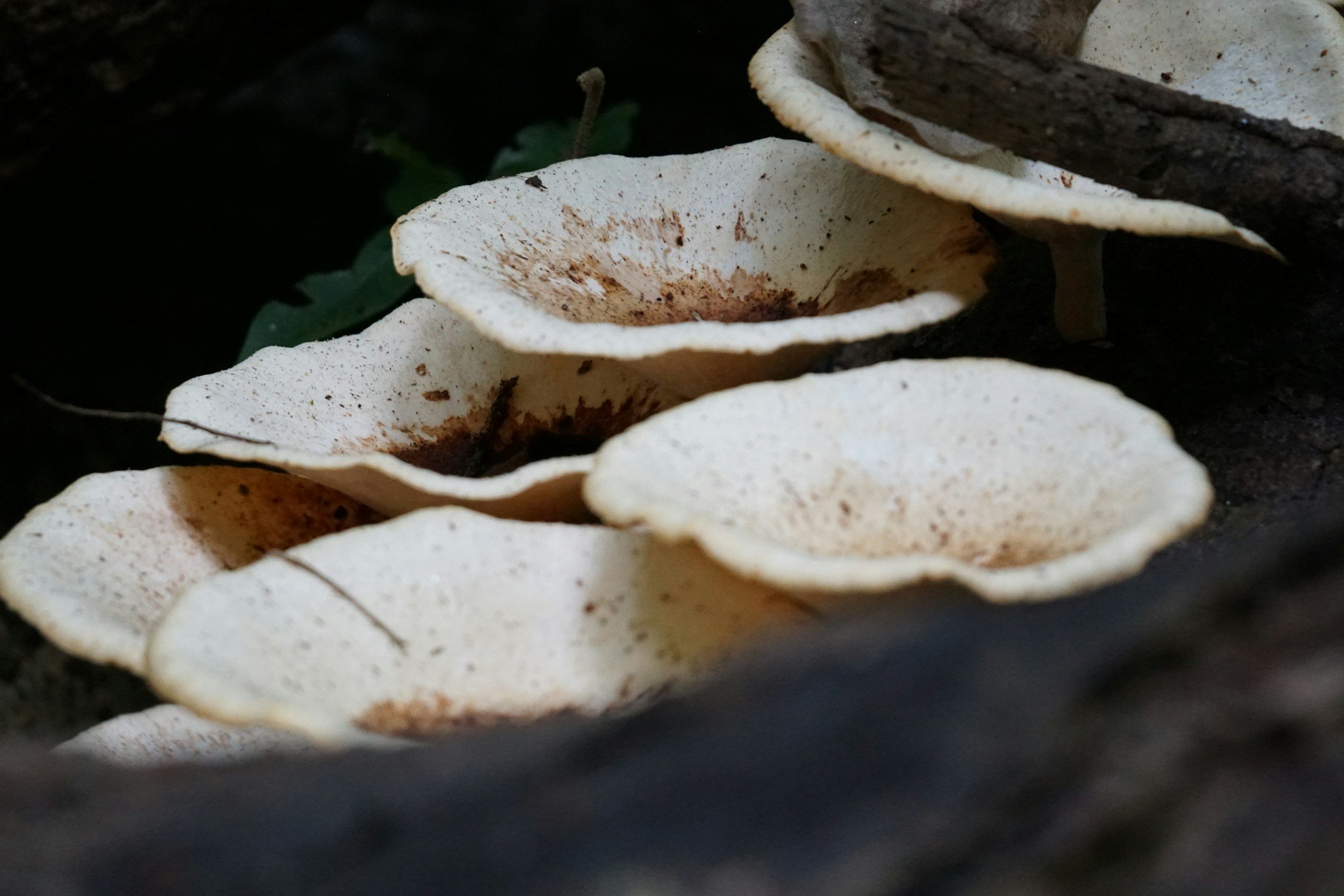 The Power of Mycelium: Nature’s Sustainable Wonder