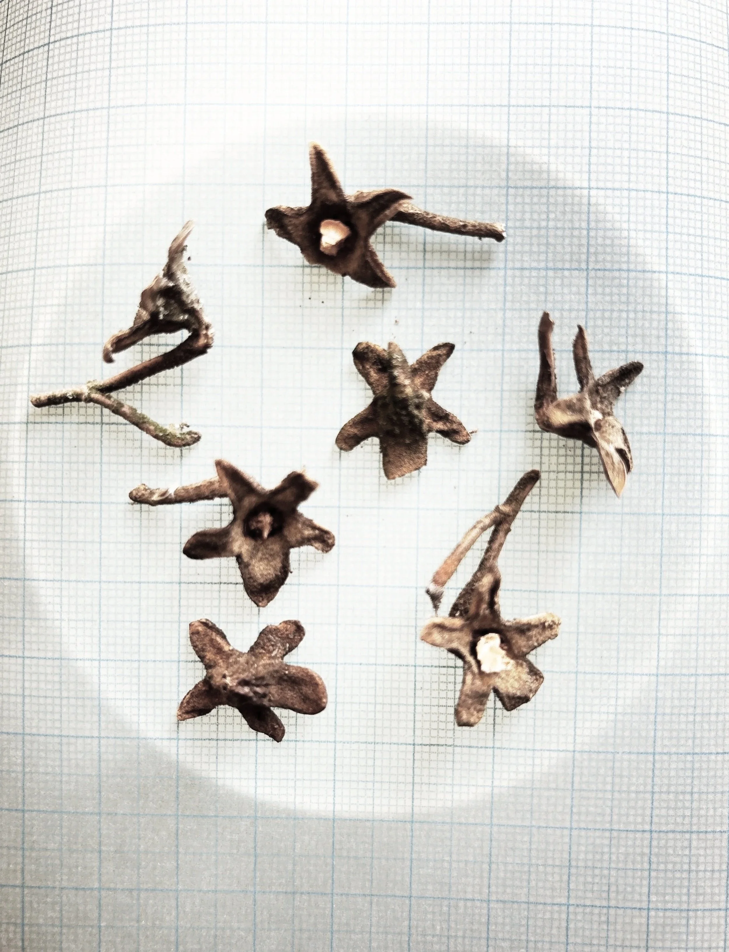 Paulownia Trees Produce Seeds July 23-28 Greater Heat