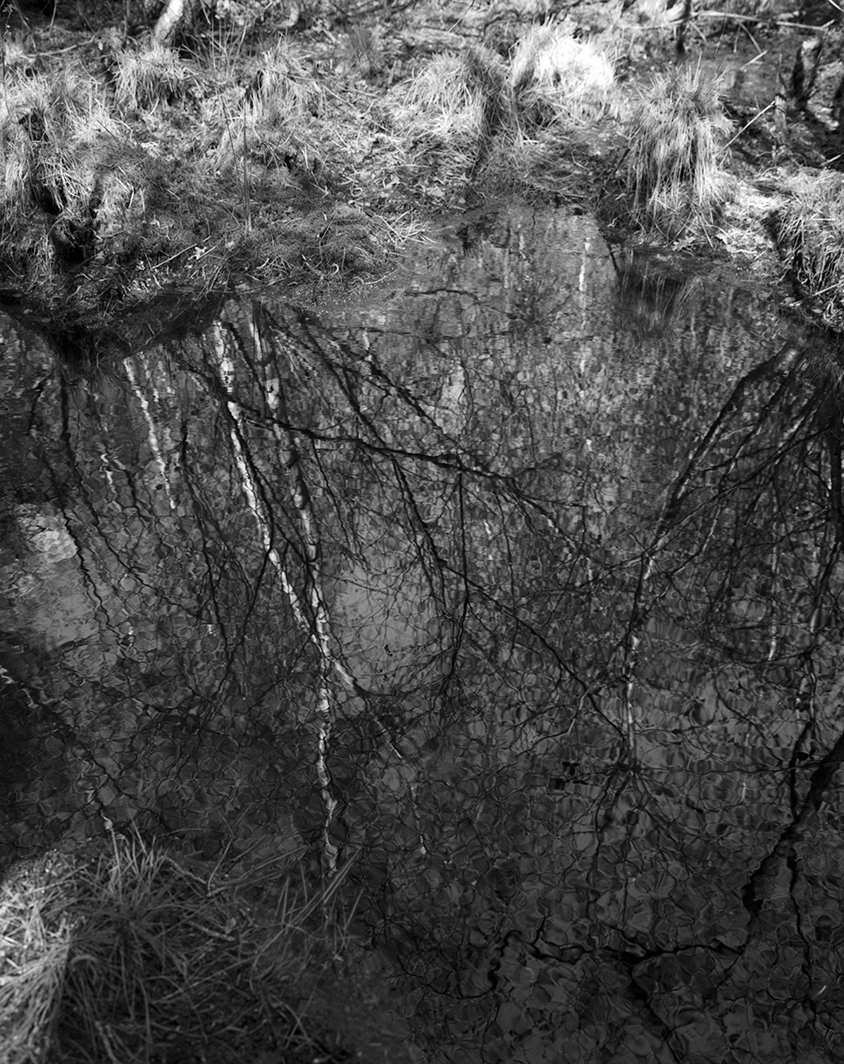 _SWAMP_5_1_25_1_1064.jpg
