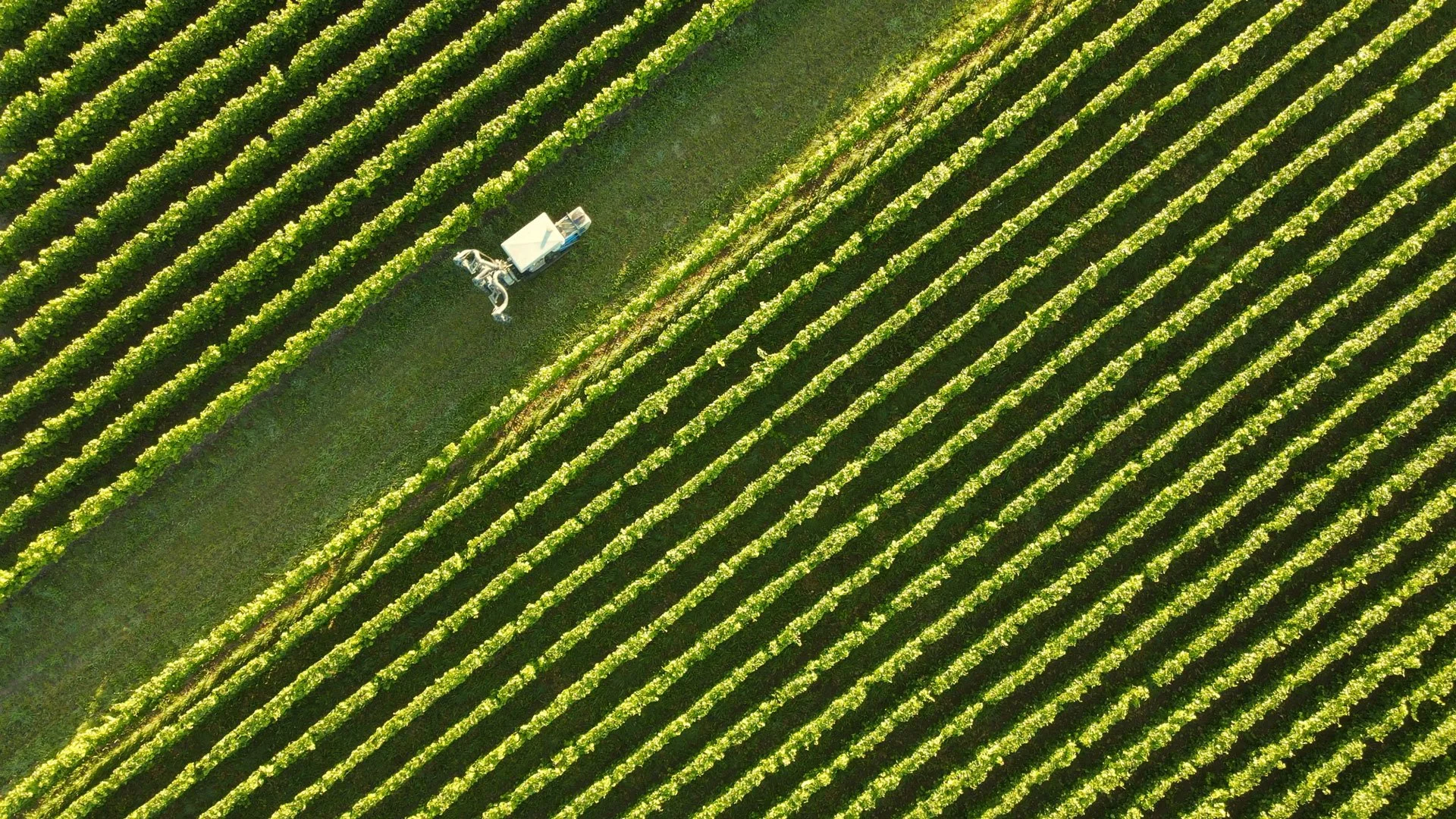 ElantoVineyard_homepagevideo_placeholder.jpg