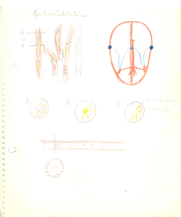 Fargetegninger. Muskelvev. Notater av Tor Lie Ulstein