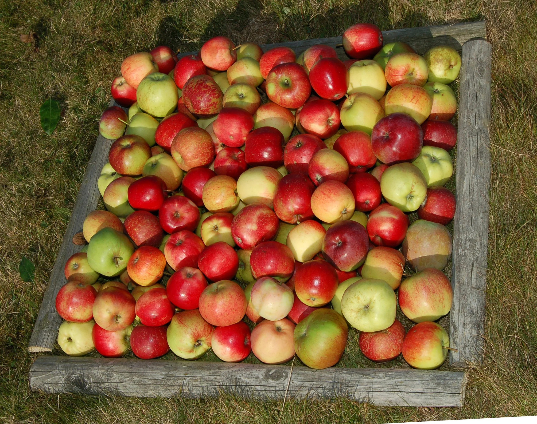 Eple Eplehaug 27.09.2013 E 169.JPG