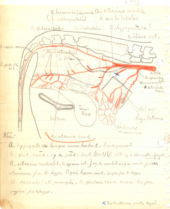 Anatomi og notater Del I. Kar og nerver. Tor Lie Ulstein.
