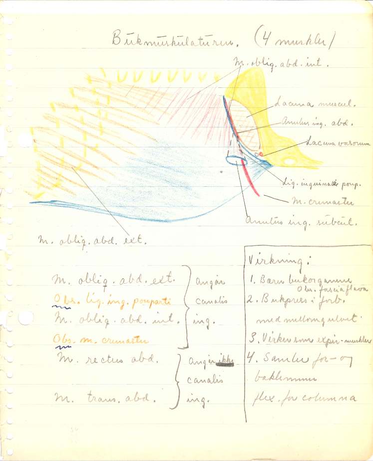 Anatomi og notater Del I. Muskulatur og kar. Notater Tor Lie Ulstein