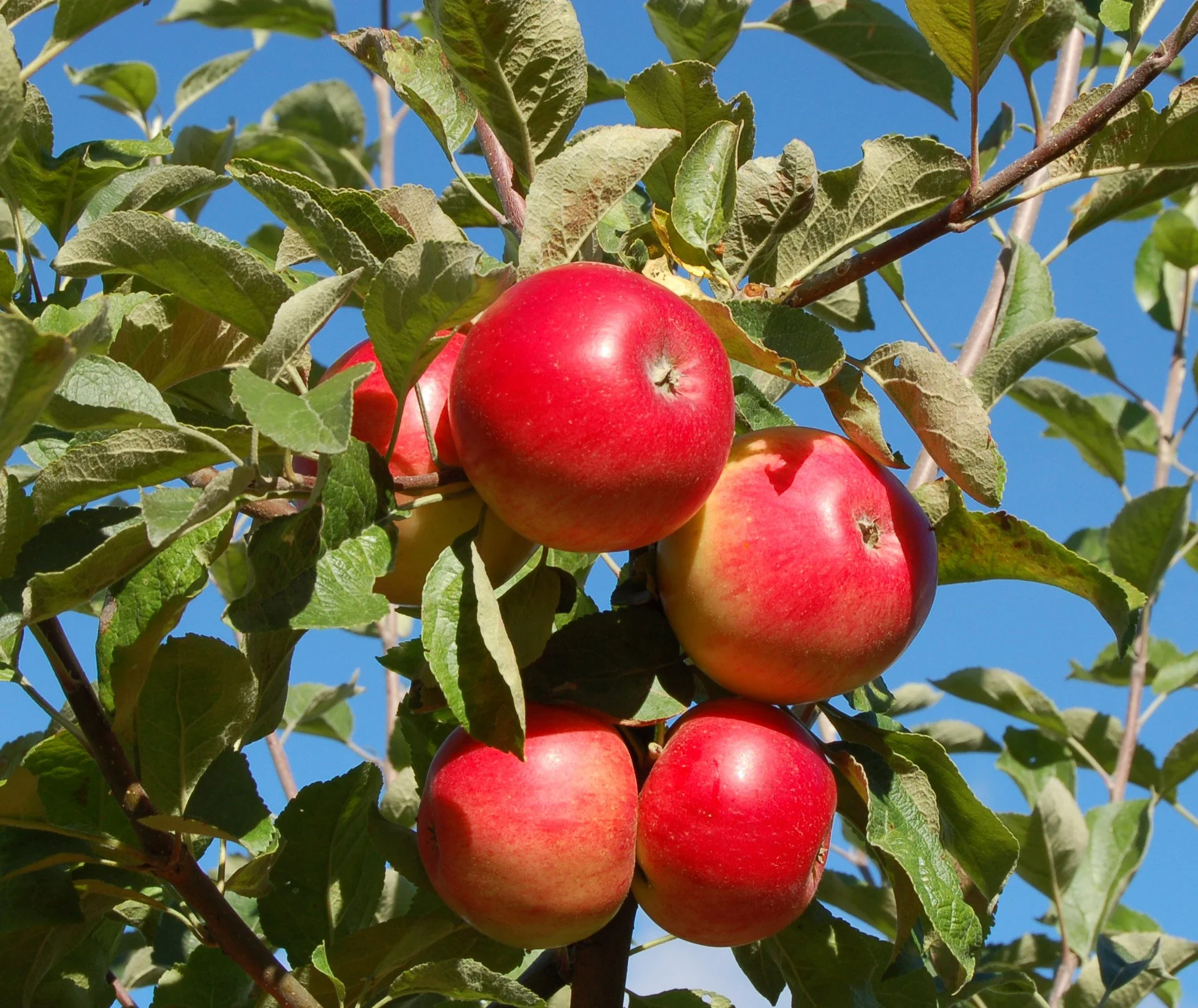 Eple Sort Akane 09.09.2007 DA.JPG